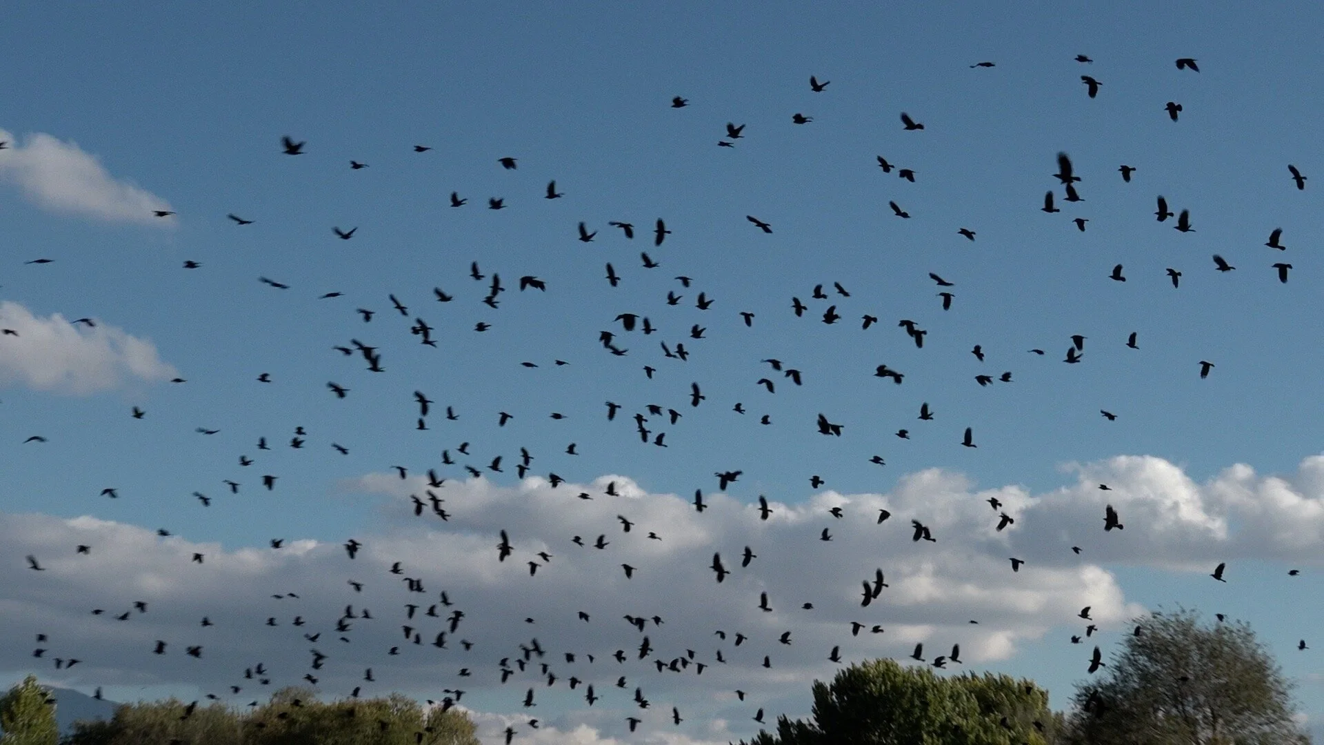 Crows in flight framegrab.jpg