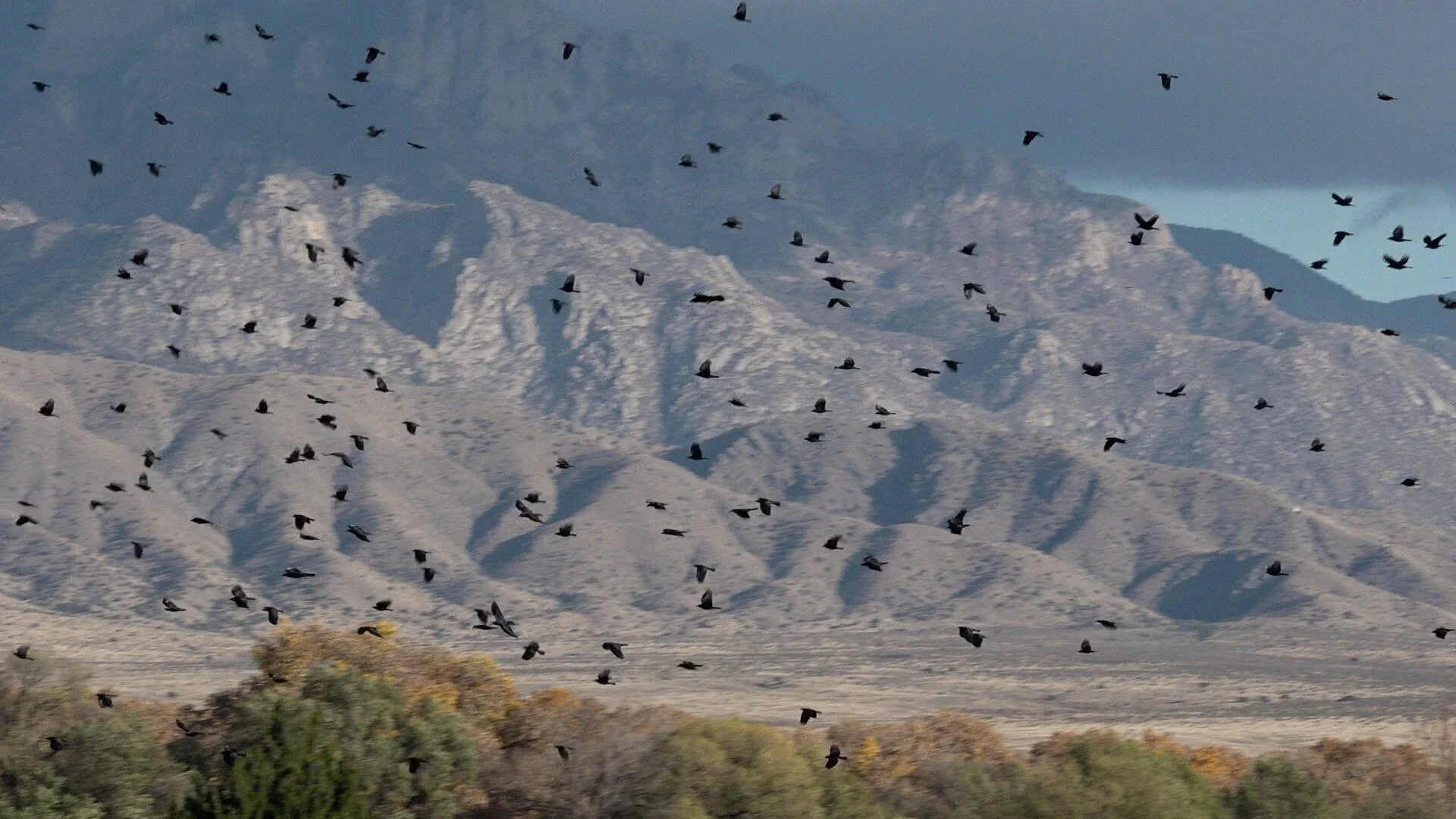Crows against Sandias framegrab2.jpg
