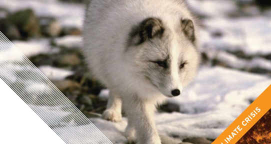 Wildlife in a Warming World: Confronting the Climate Crisis