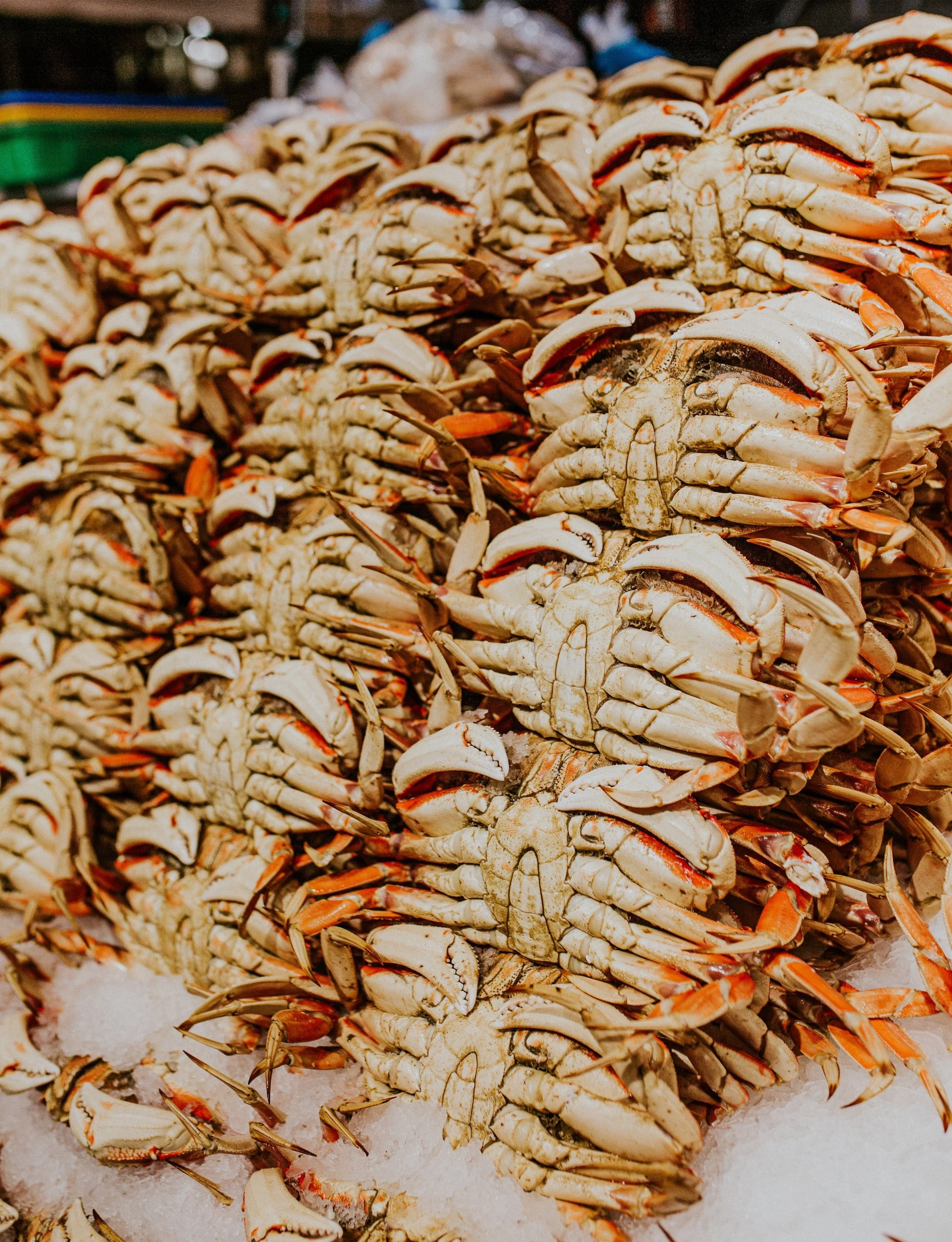 The difference between Dungeness Crab, Snow Crab, and King Crab 