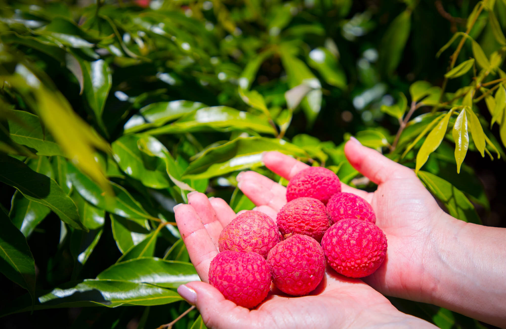 Lychee hands_.jpg