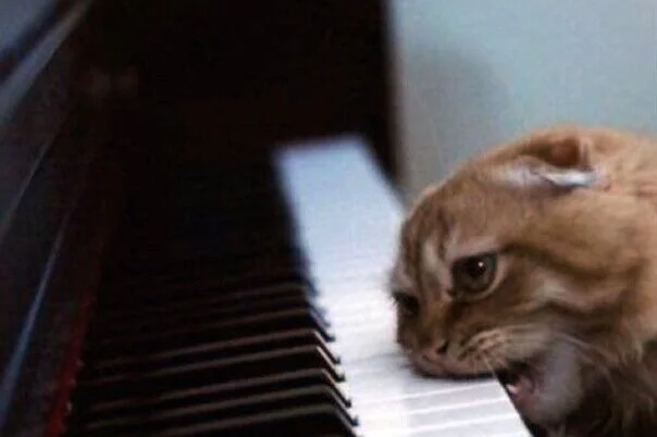 theagitatedcat_timray.jpg