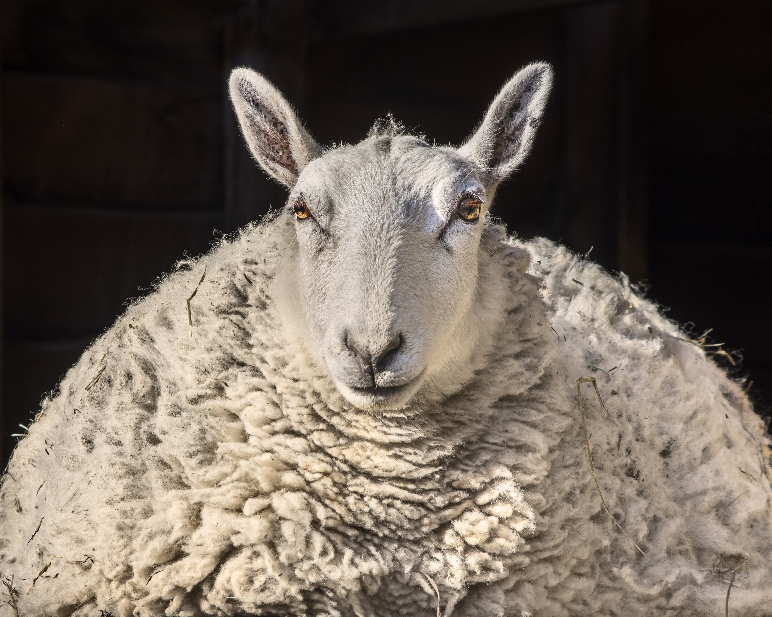 Clarice (Catskill Animal Sanctuary)