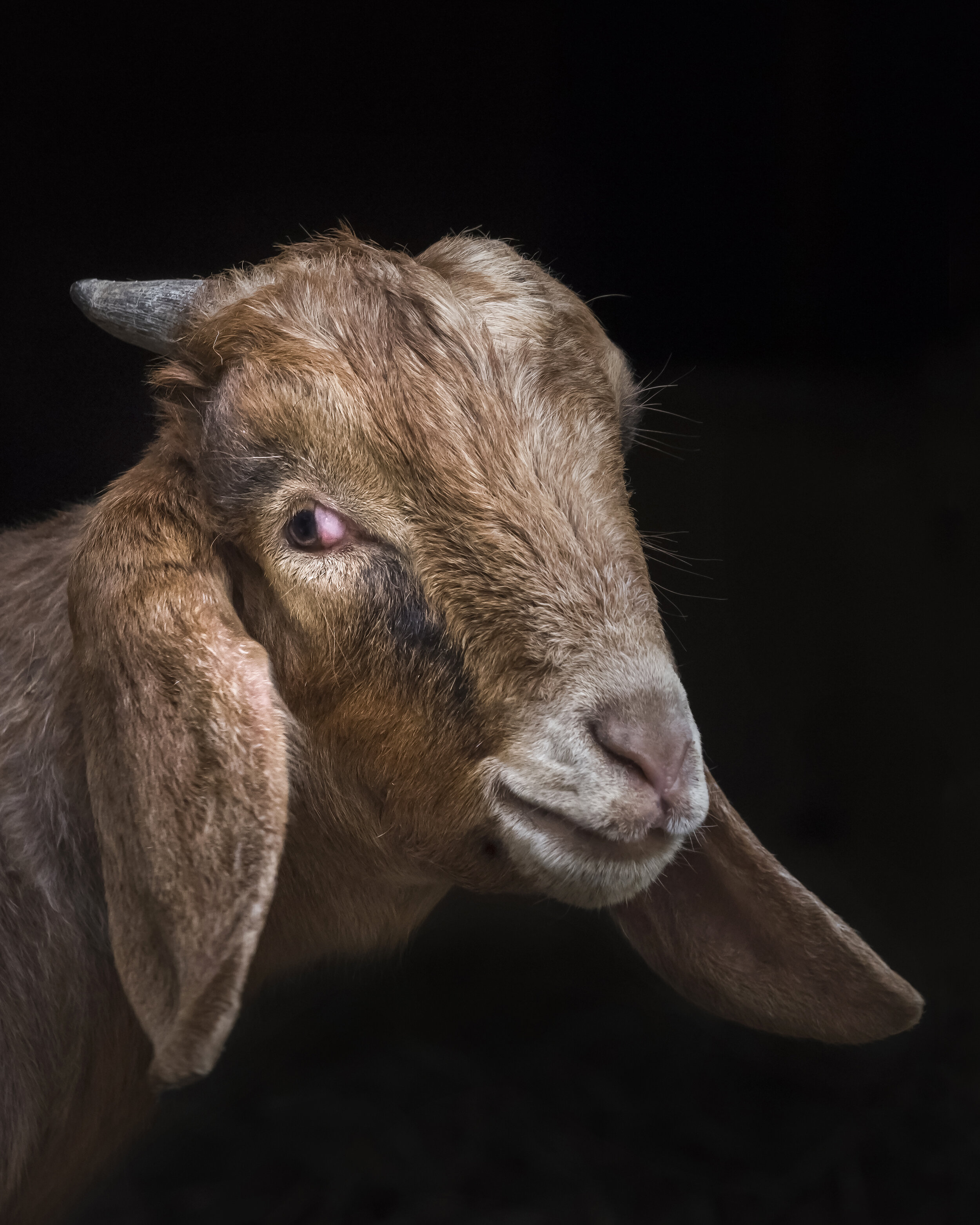 Leo (Catskill Animal Sanctuary)