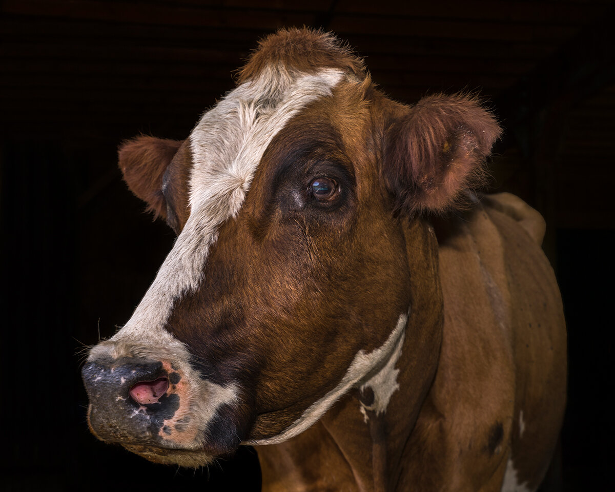 Sadie (Catskill Animal Sanctuary)