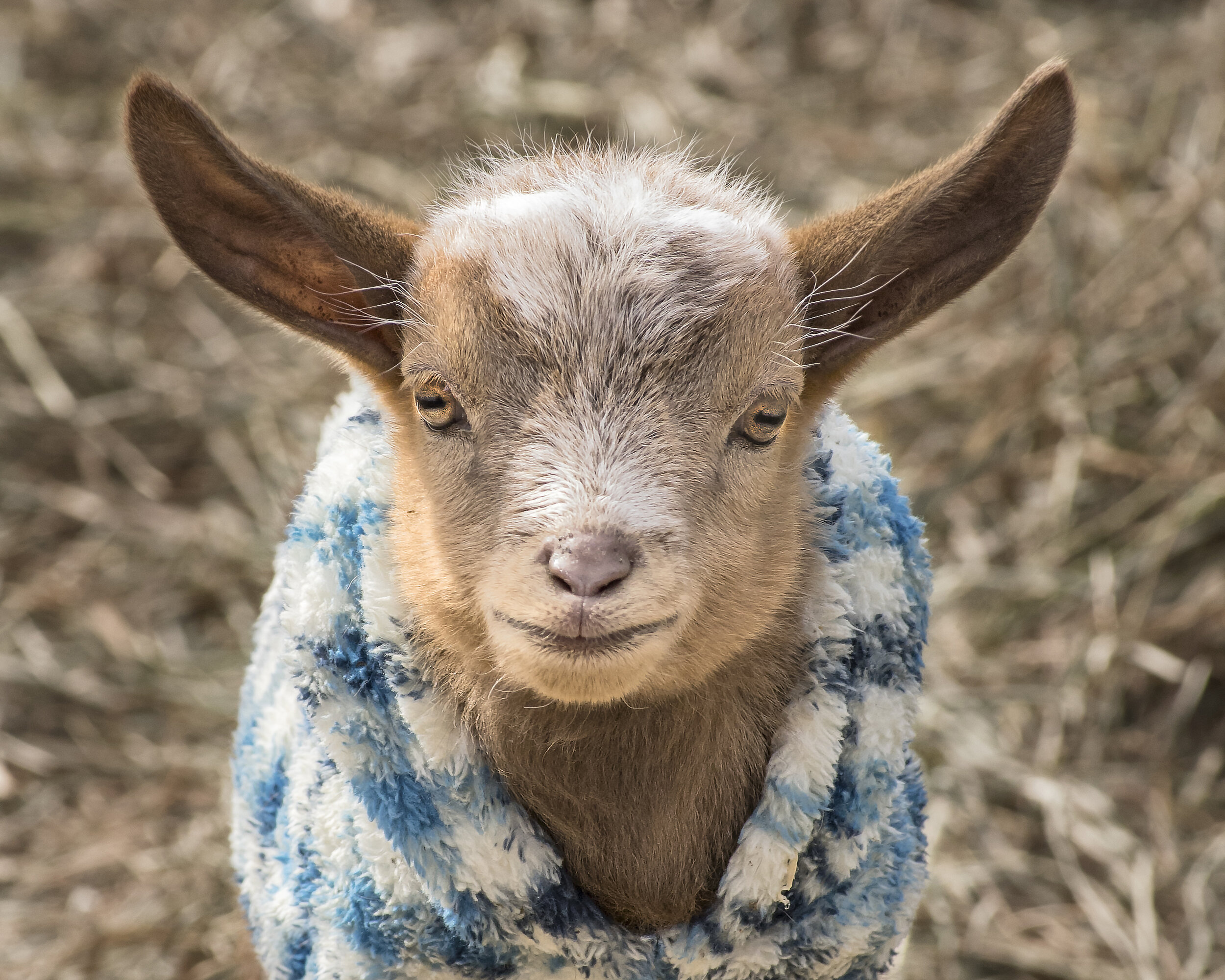 Violet (Catskill Animal Sanctuary)