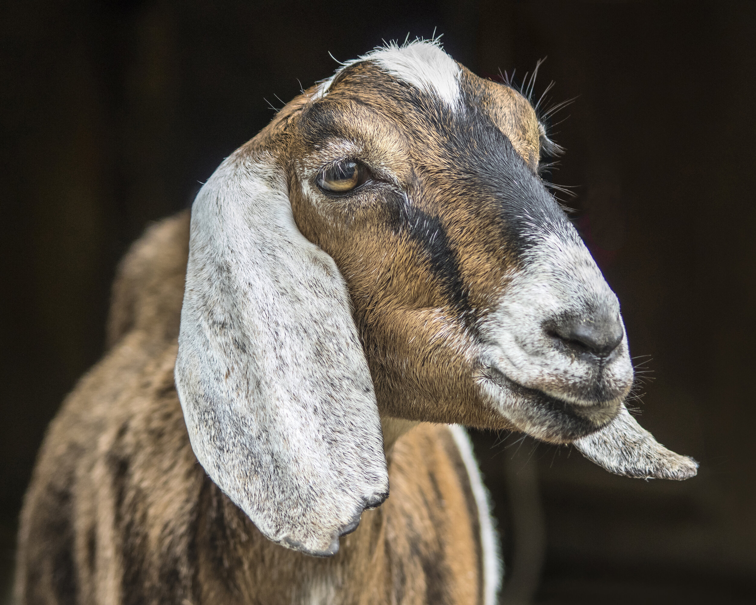 Hermione (Catskill Animal Sanctuary)