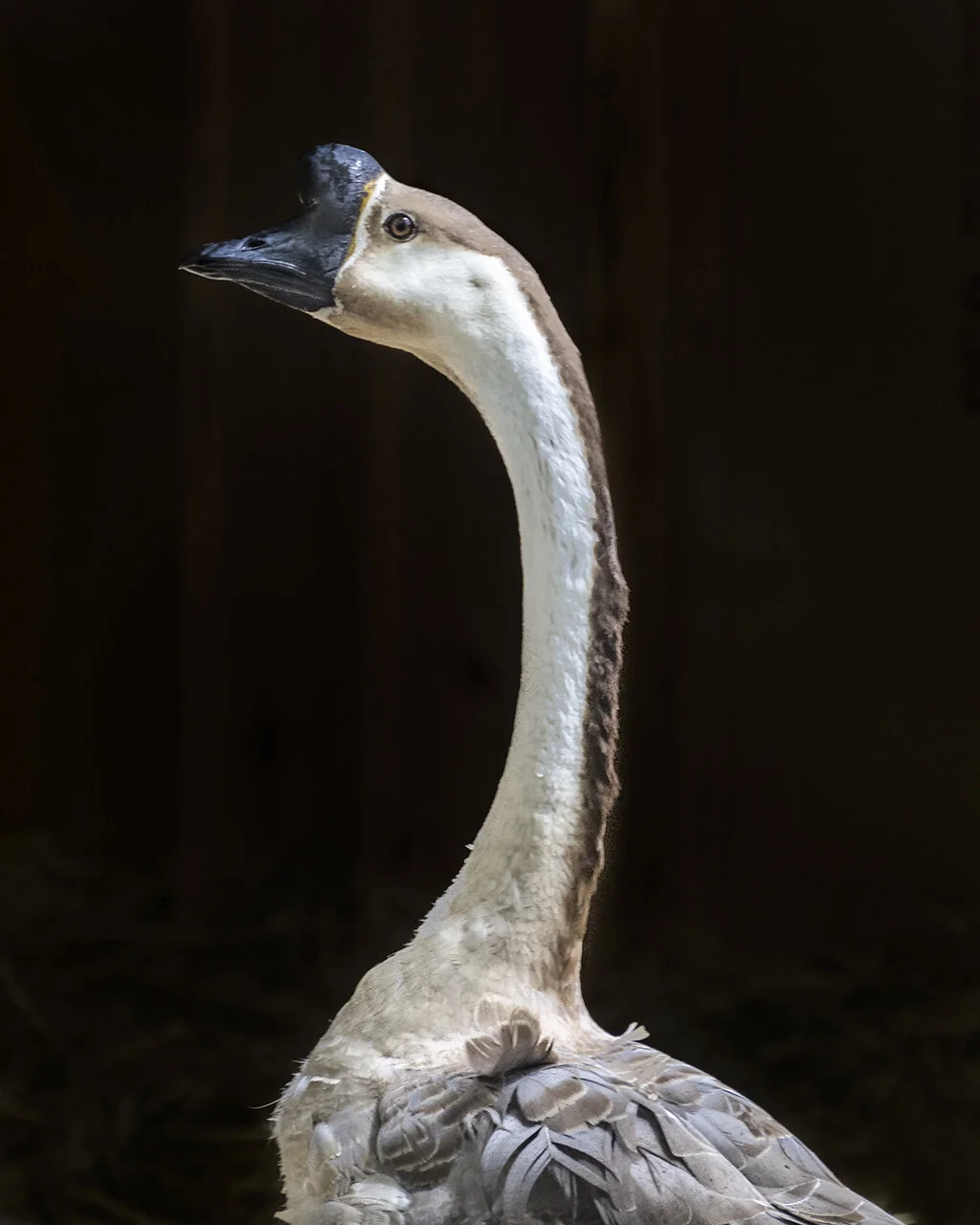 Gilbert (Catskill Animal Sanctuary)