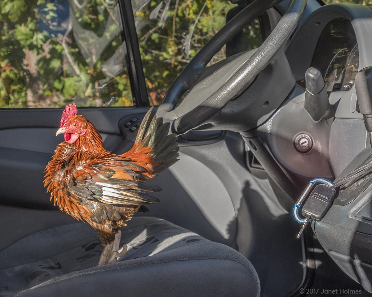 How Roosters Got Their Name And Why My Book Isn T Called Home To Roost Janet Holmes