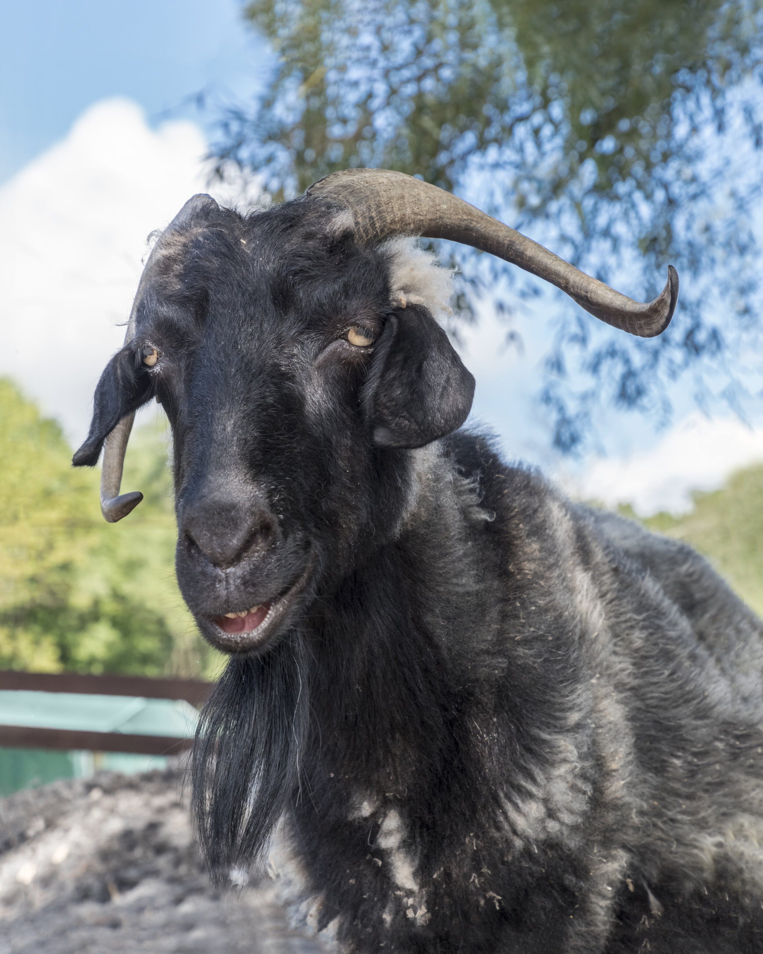 Cerberus (Catskill Animal Sanctuary)