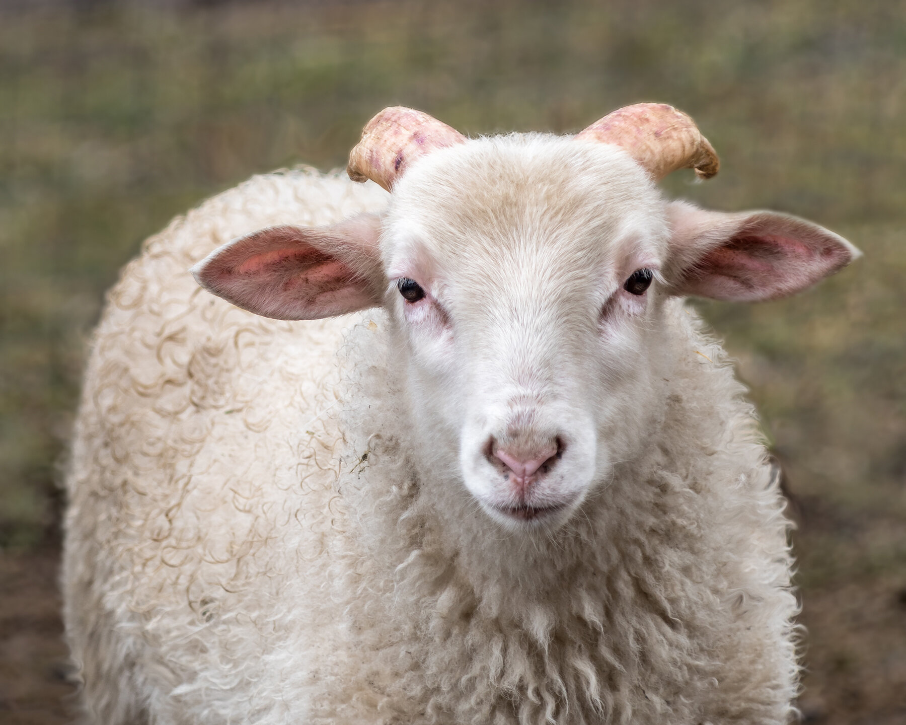 Ferguson (Catskill Animal Sanctuary)