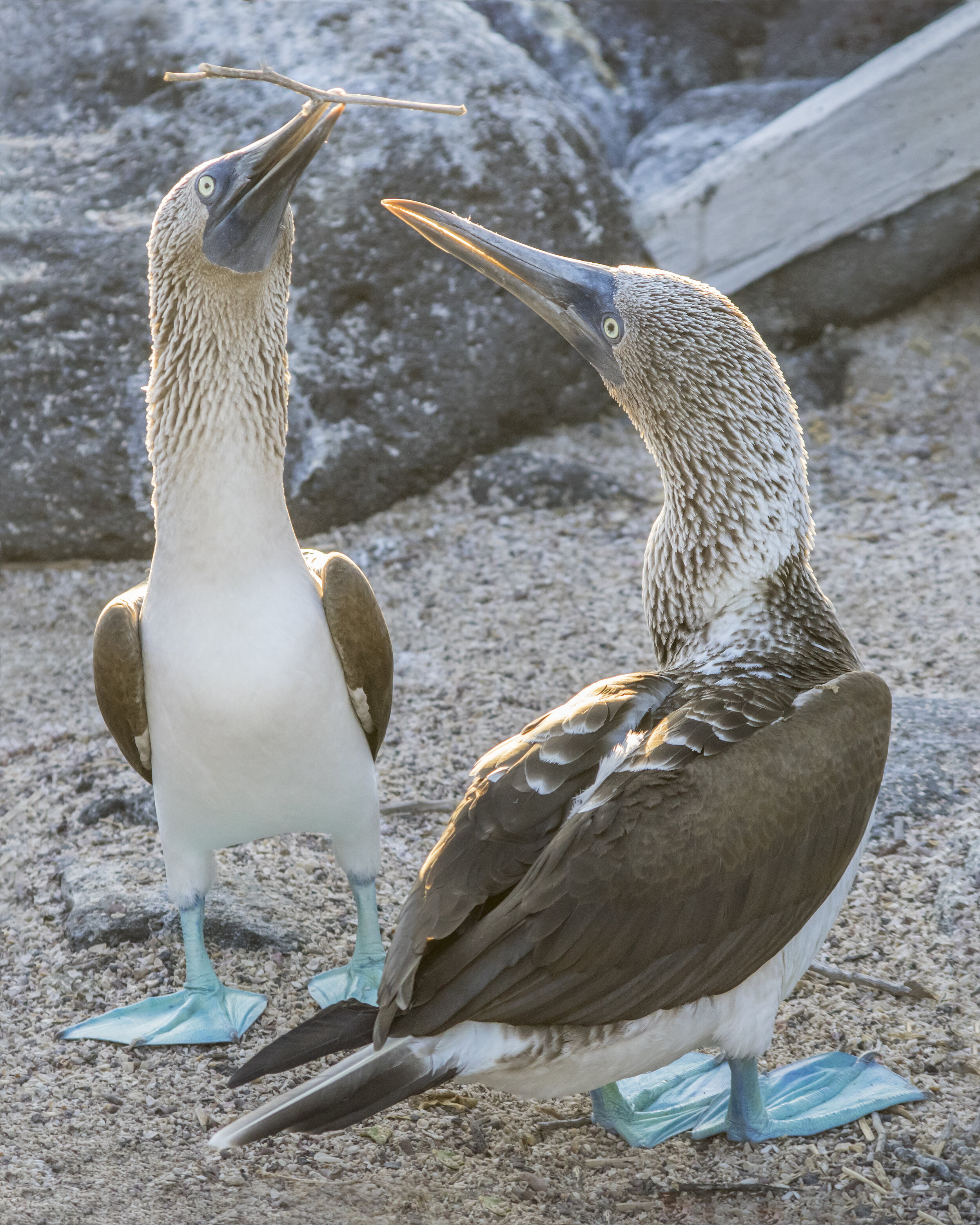 Nesting Blue-footed Boobies (Galapagos Islands)