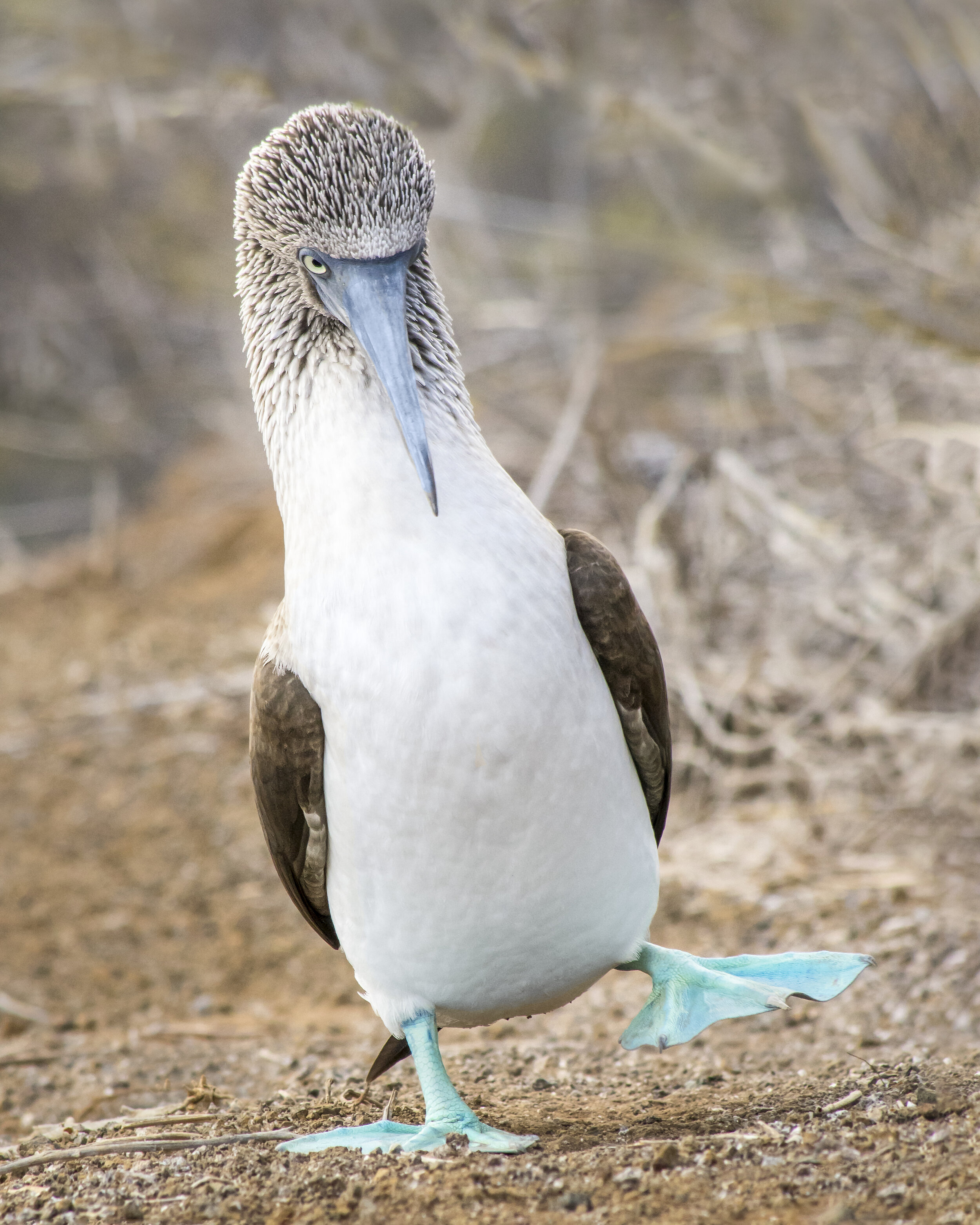  Blue-footed Booby (Galapagos Islands) 