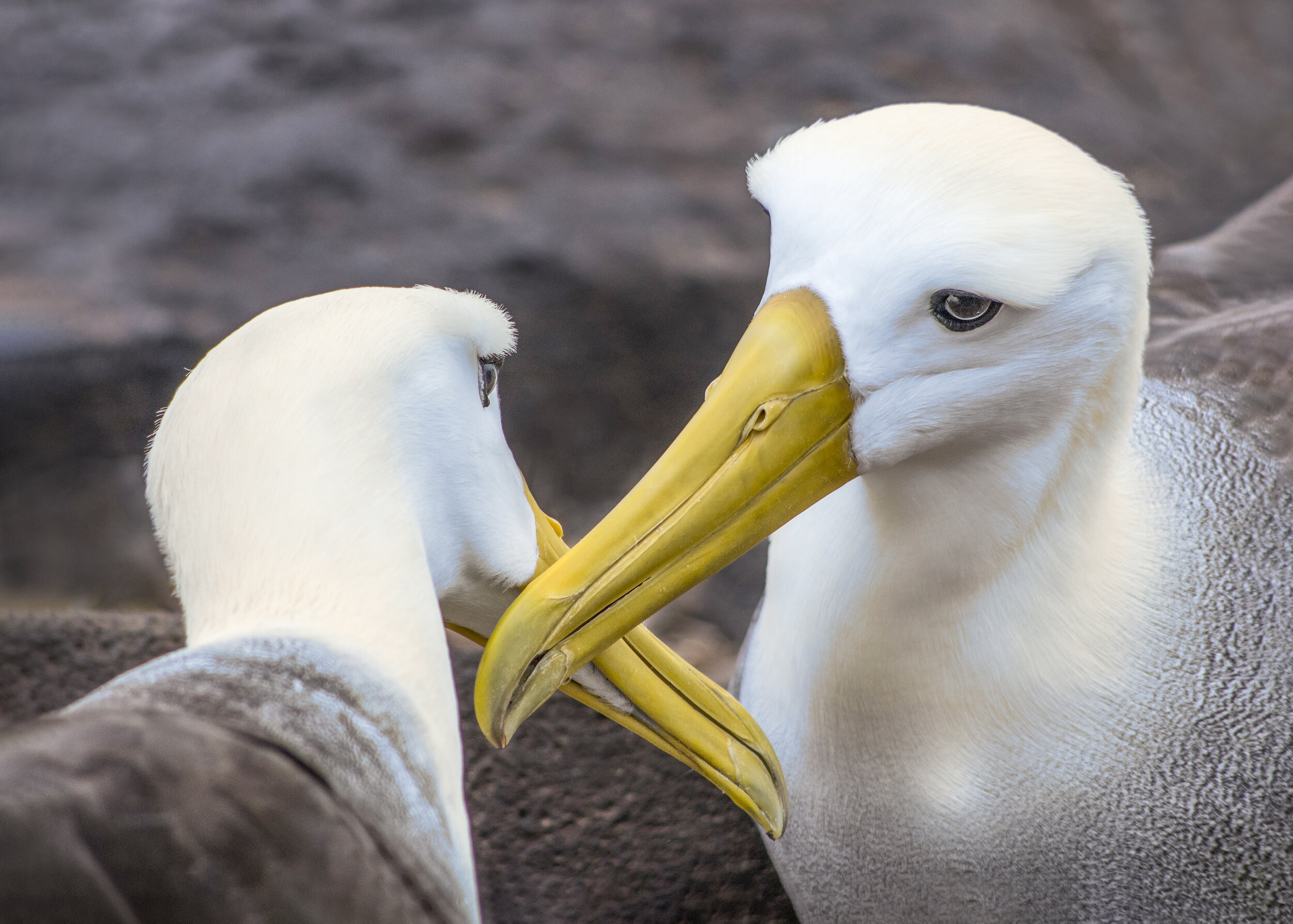 Waved Albatross (Galapagos Islands)