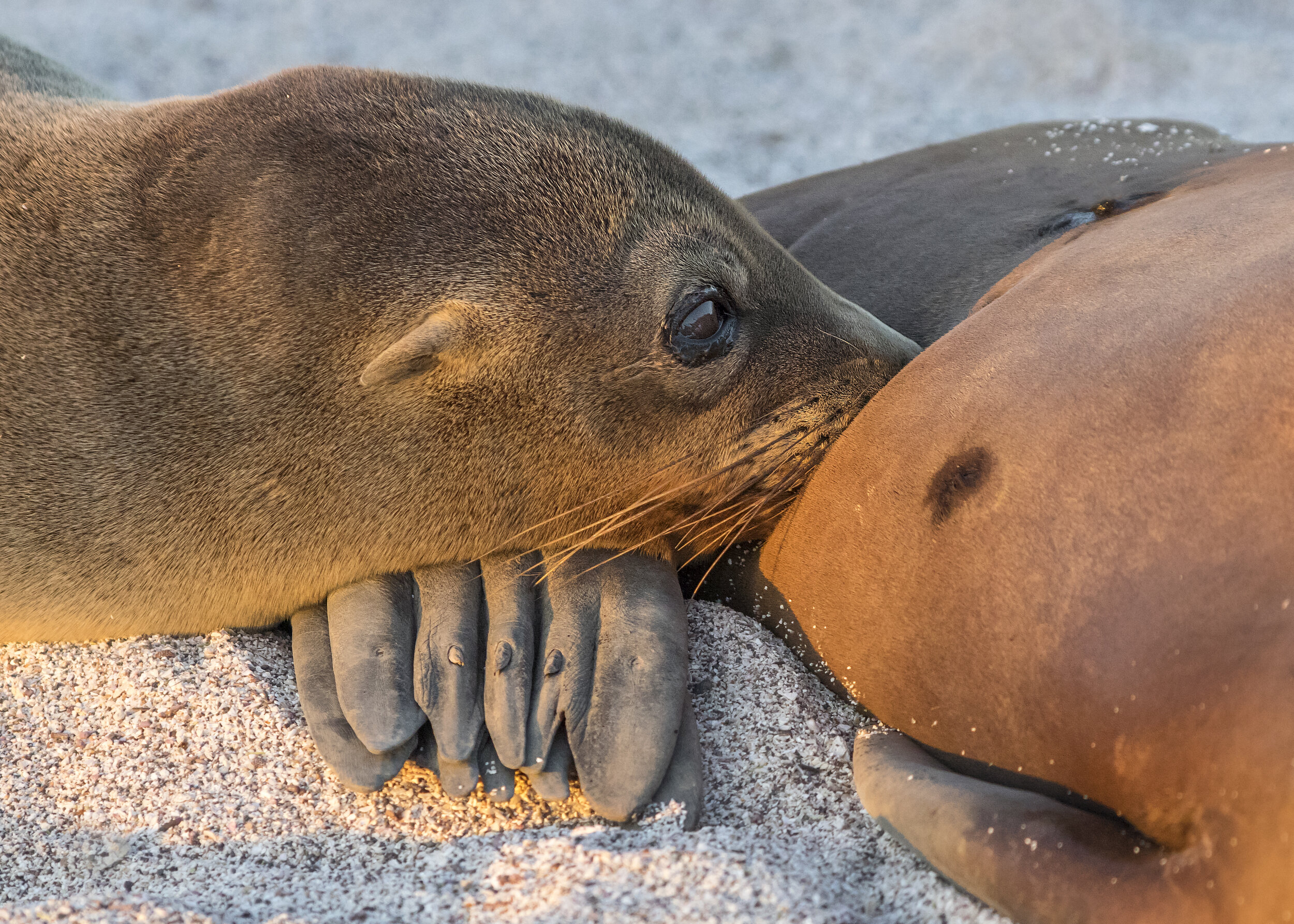 Sea Lion Pup and Mother (Galapagos Islands)