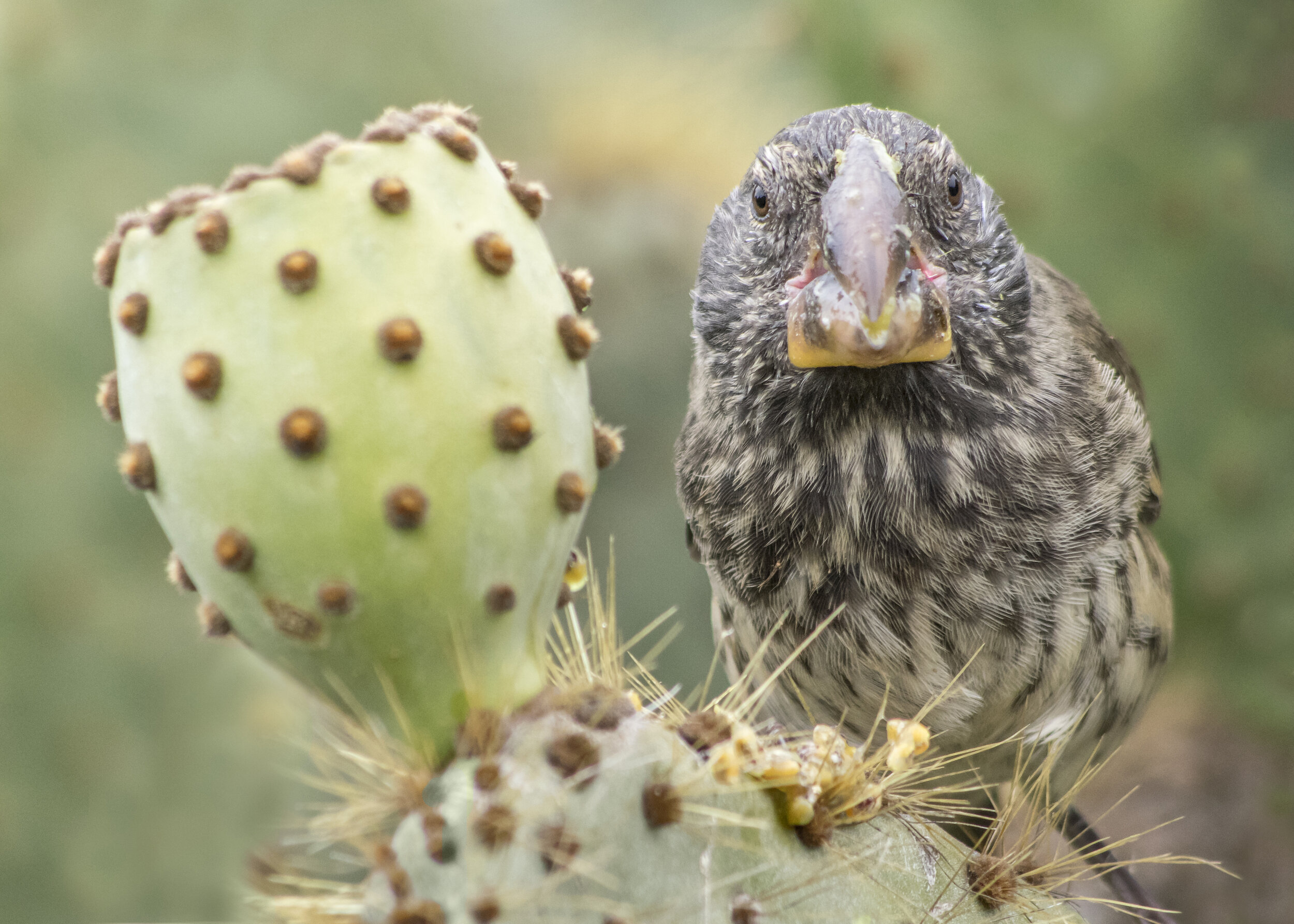 Cactus Finch (Galapagos Islands)