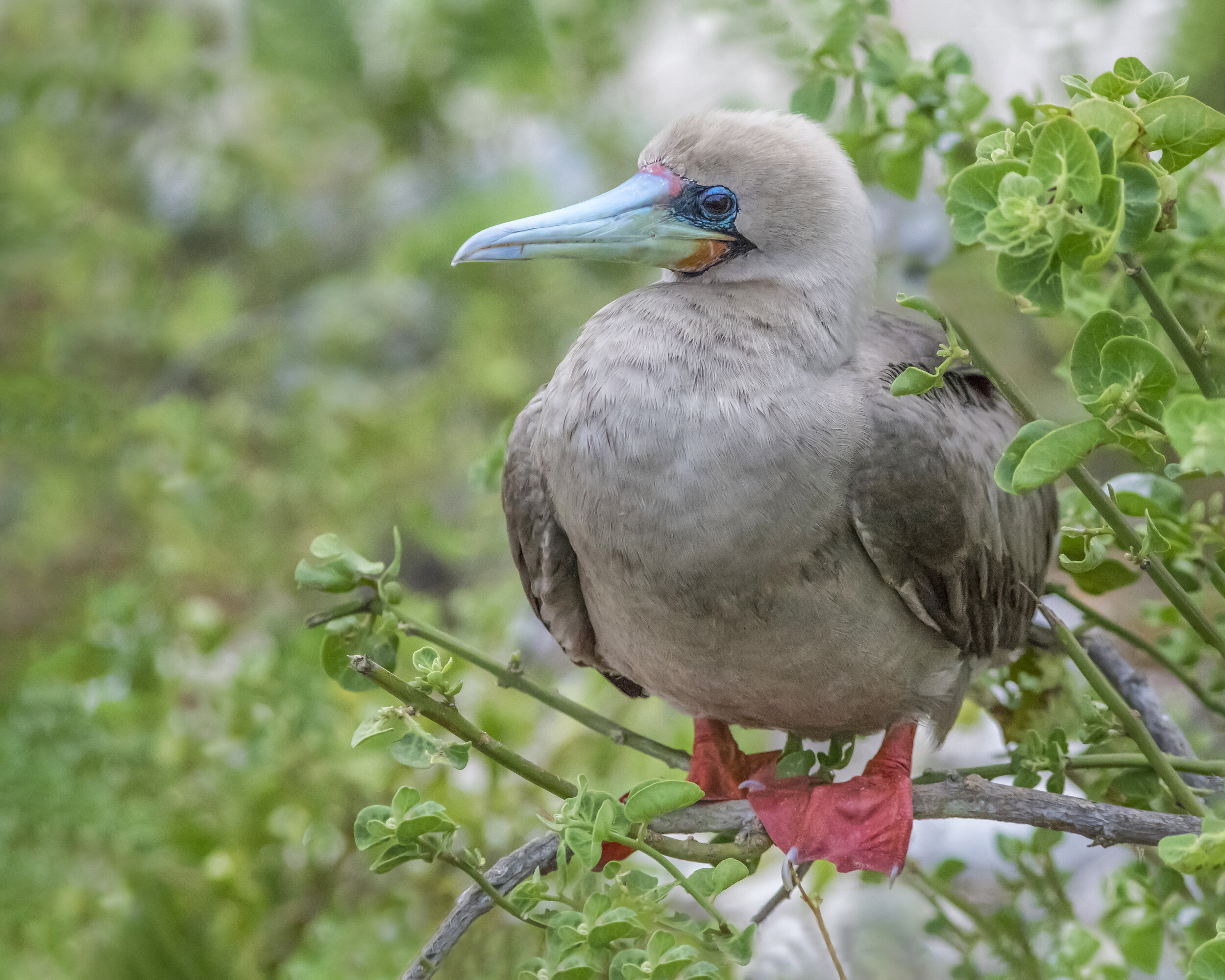 Red Footed Booby (Galapagos Islands)