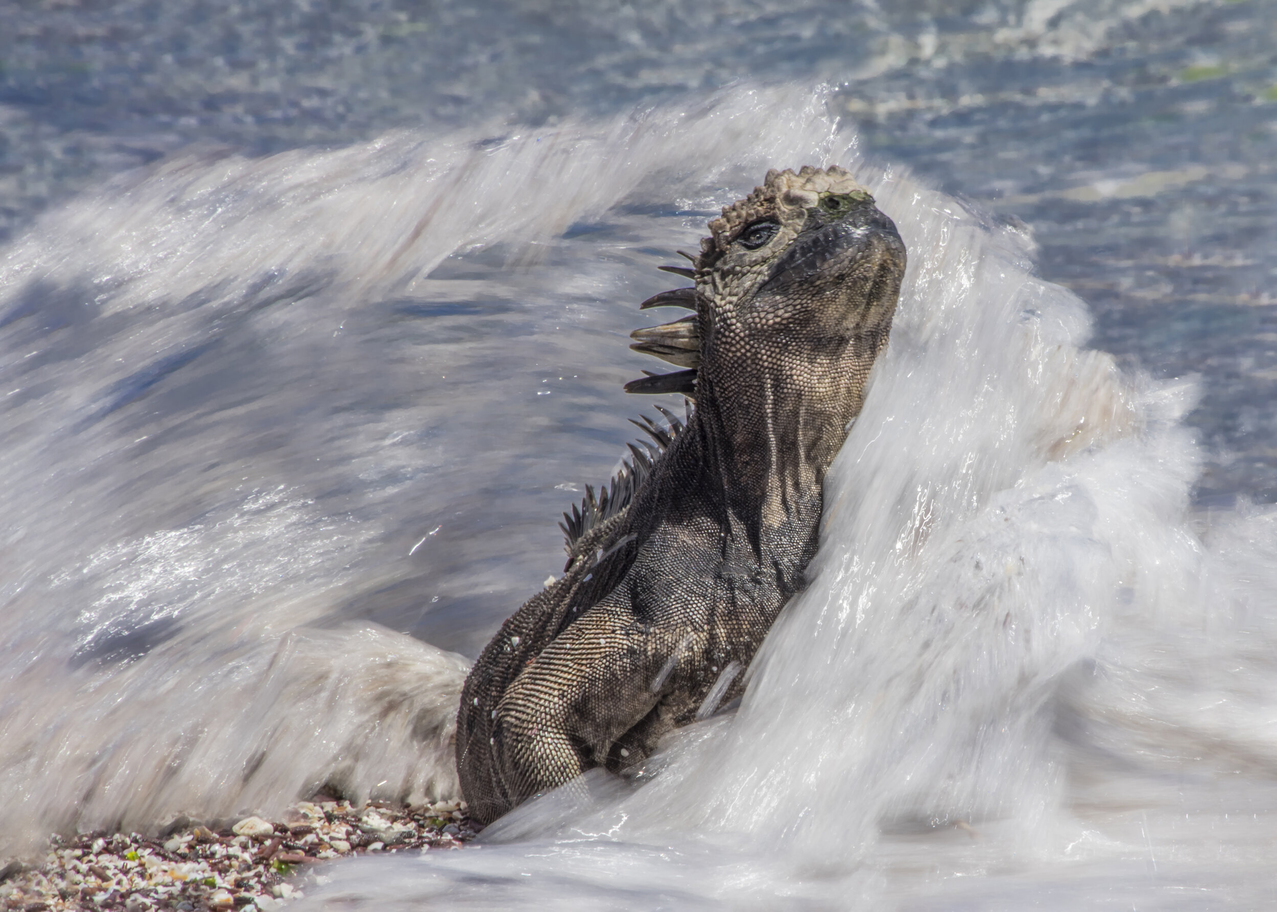 Marine Iguana in the surf (Galapagos Islands)