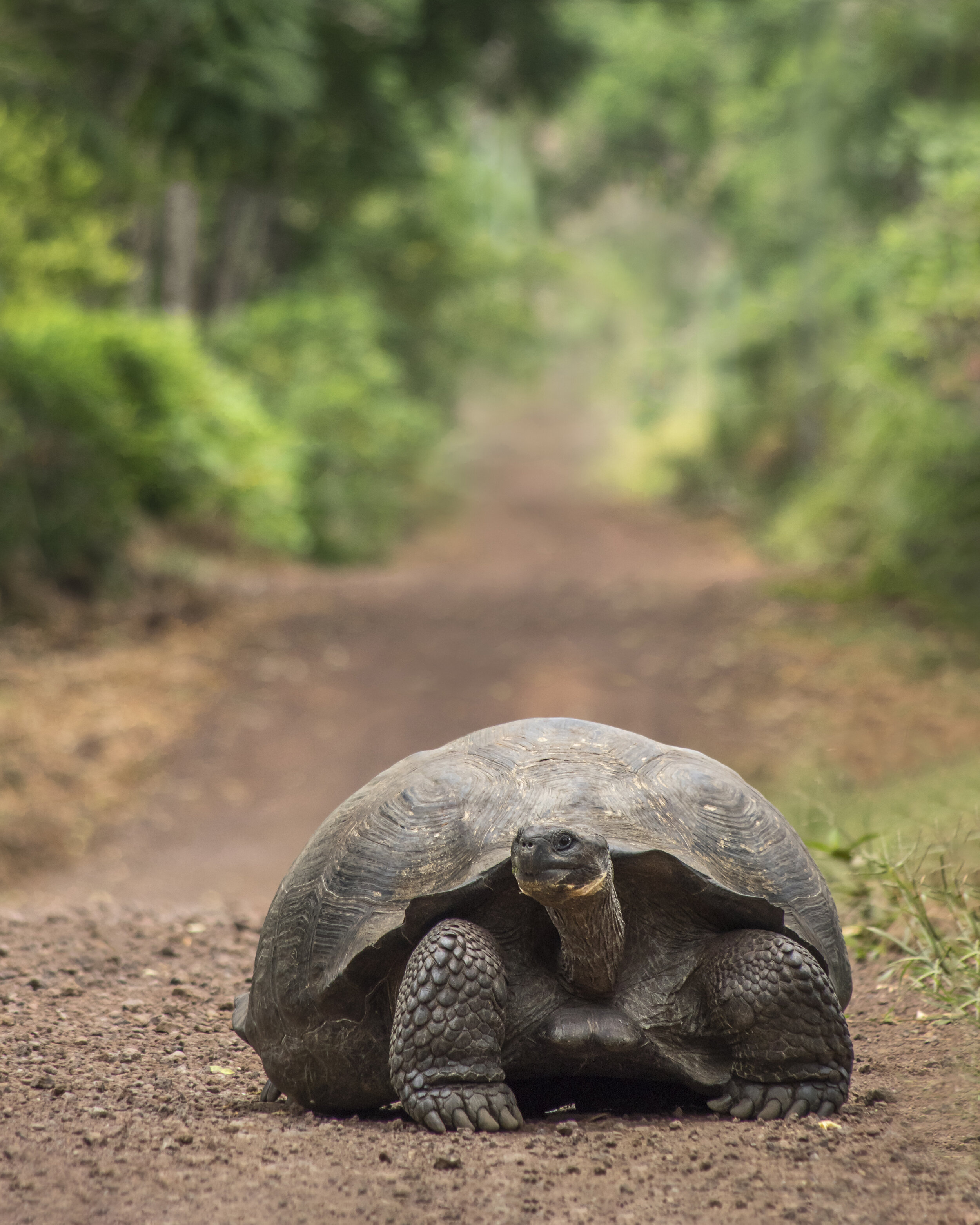 Giant Tortoise (Galapagos Islands)