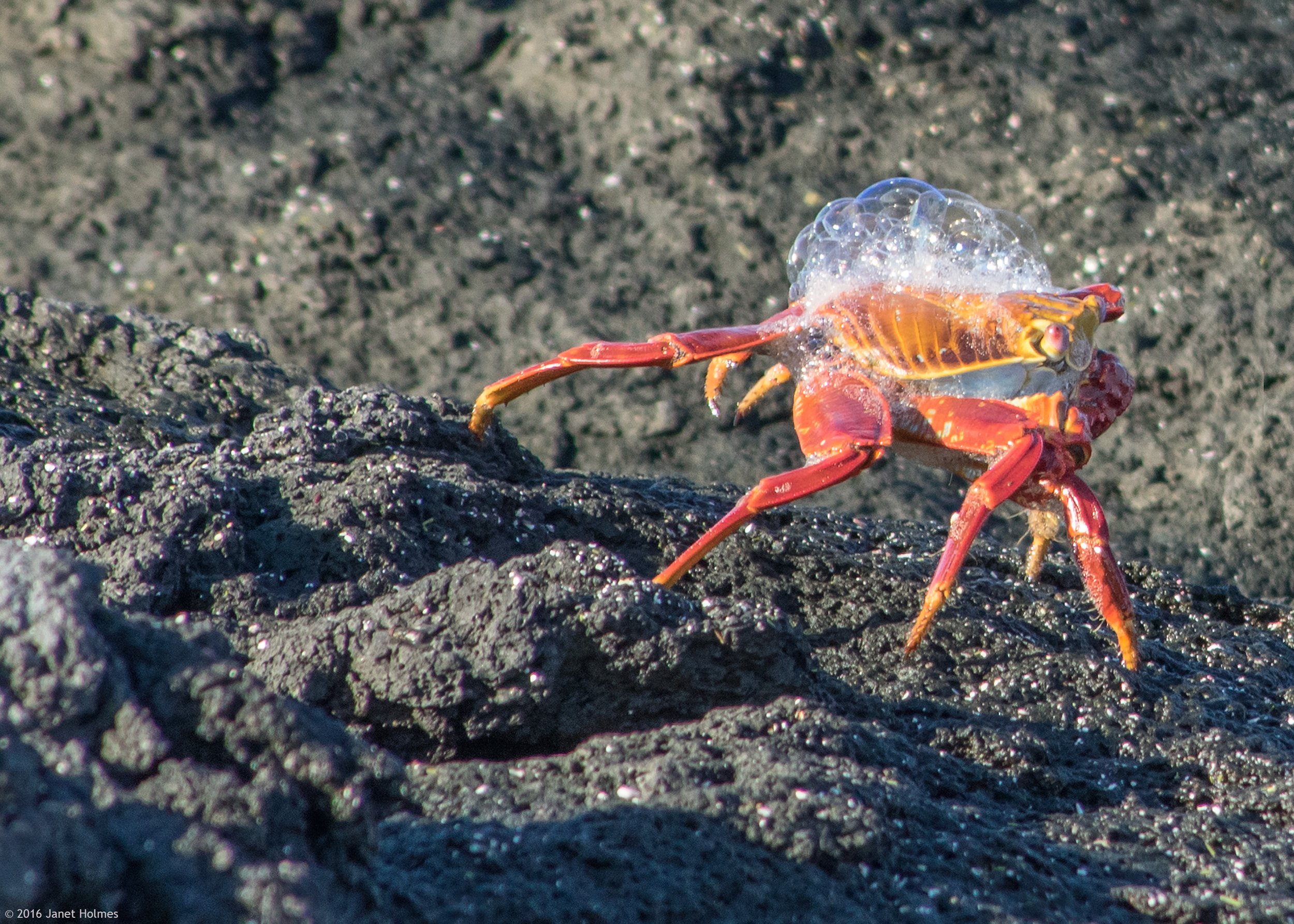 Sally Lightfoot Crab (Galapagos Islands)