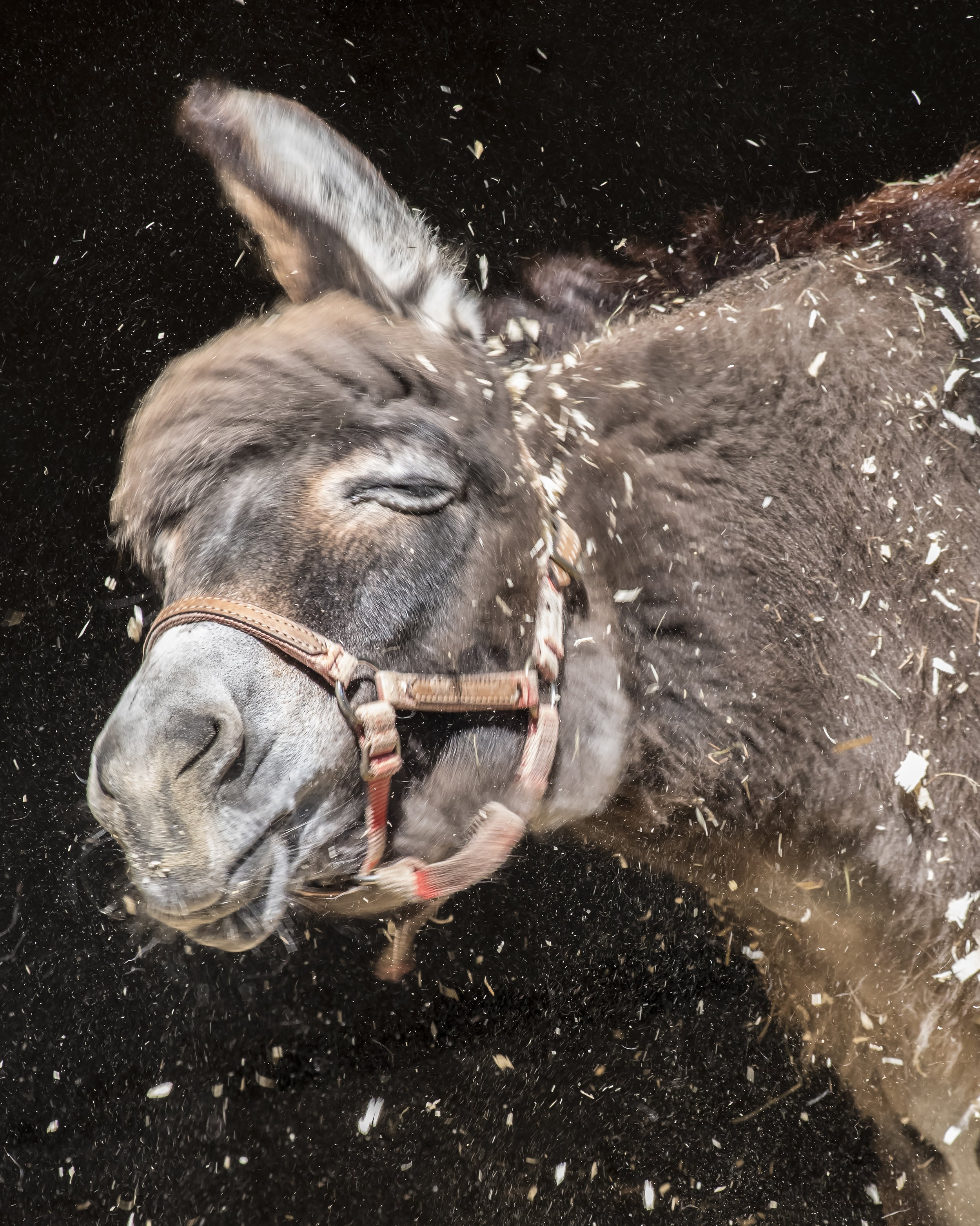 Daisy (Catskill Animal Sanctuary)