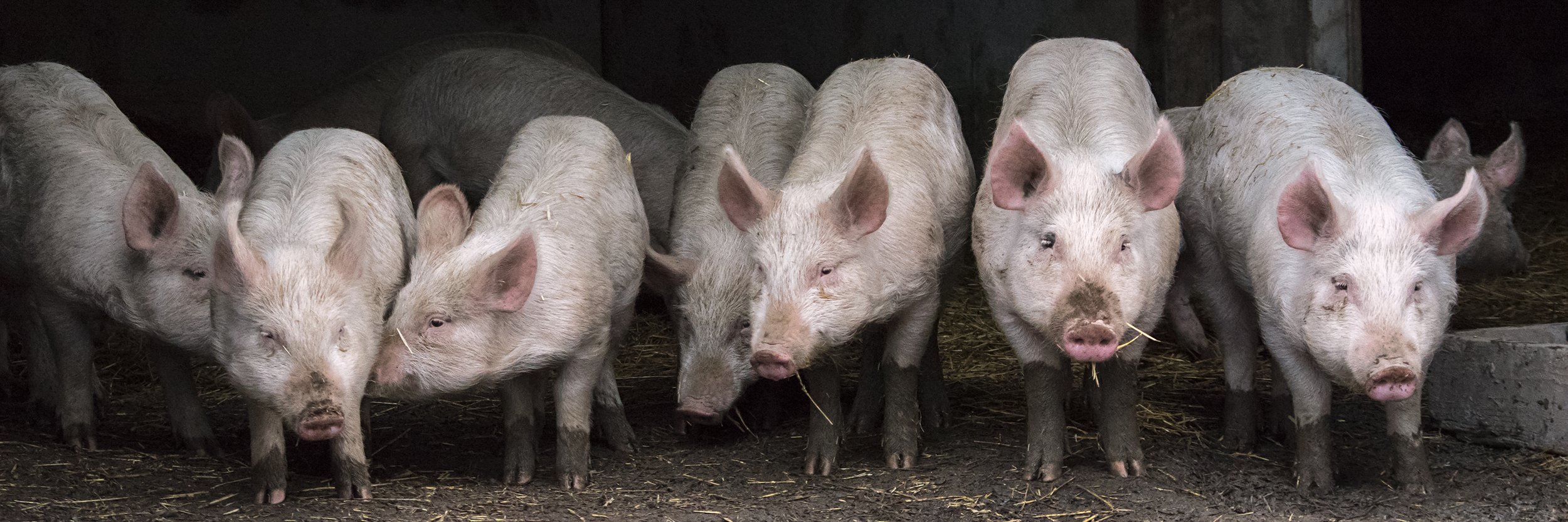 Piglets (Catskill Animal Sanctuary)