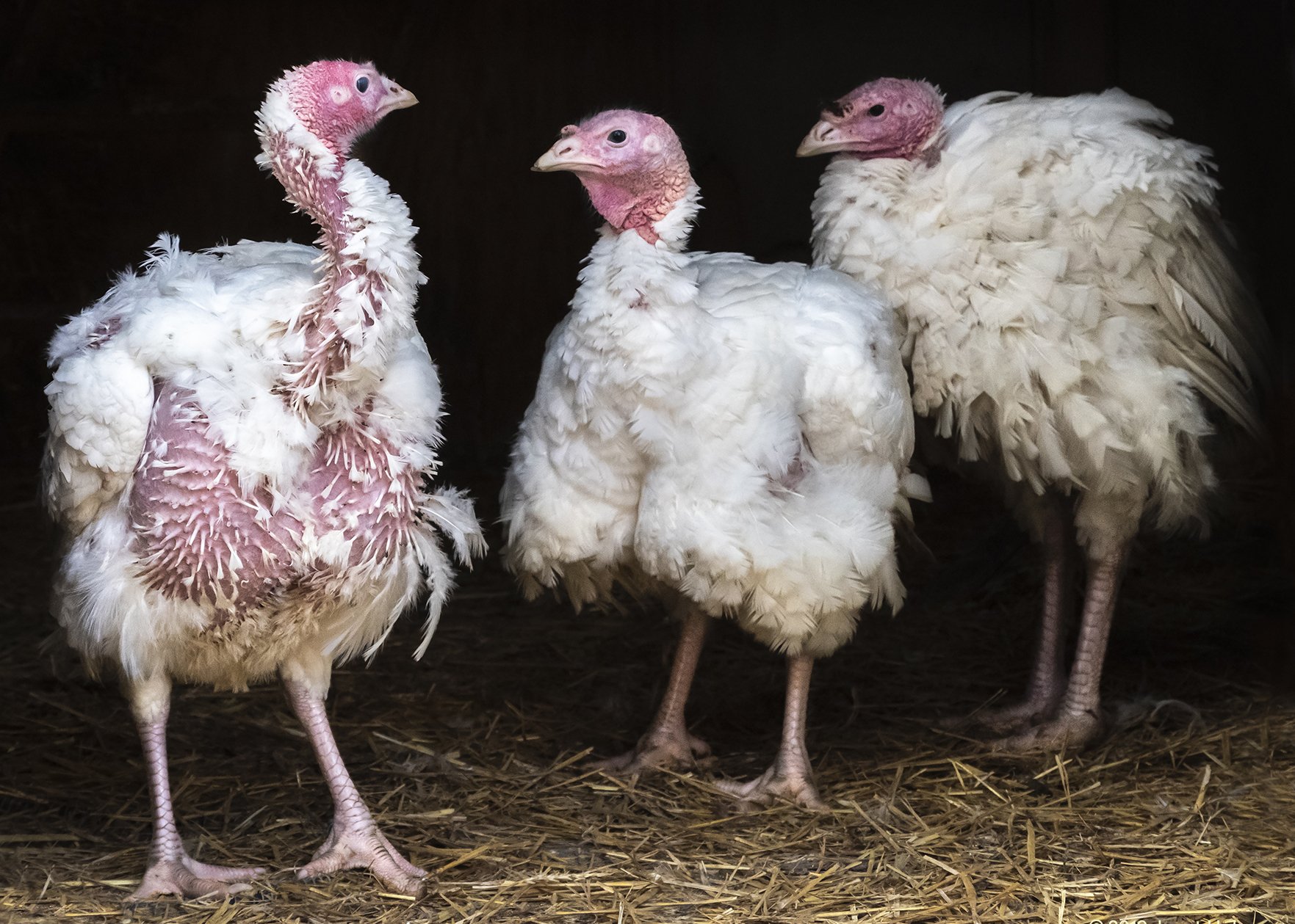 Rescued "Thanksgiving" turkeys (near Chicago)