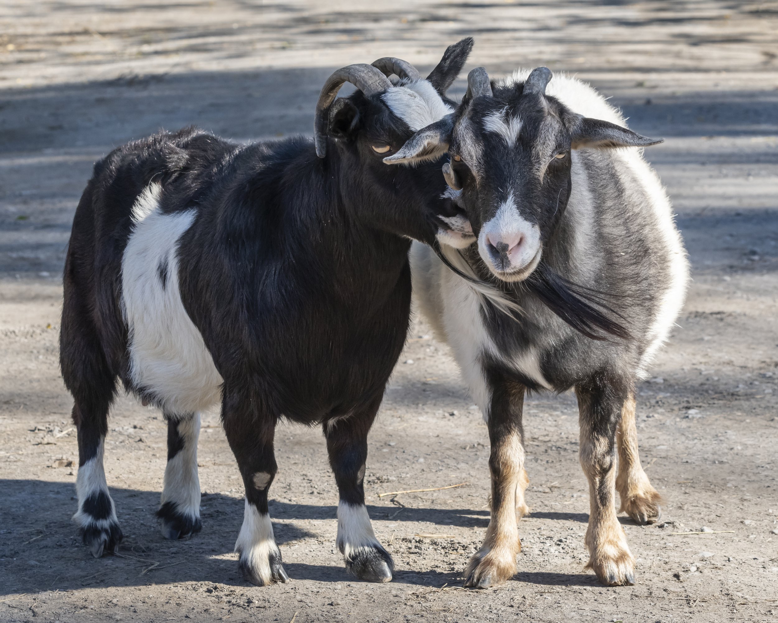 Bea and Jacqueline (Catskill Animal Sanctuary)