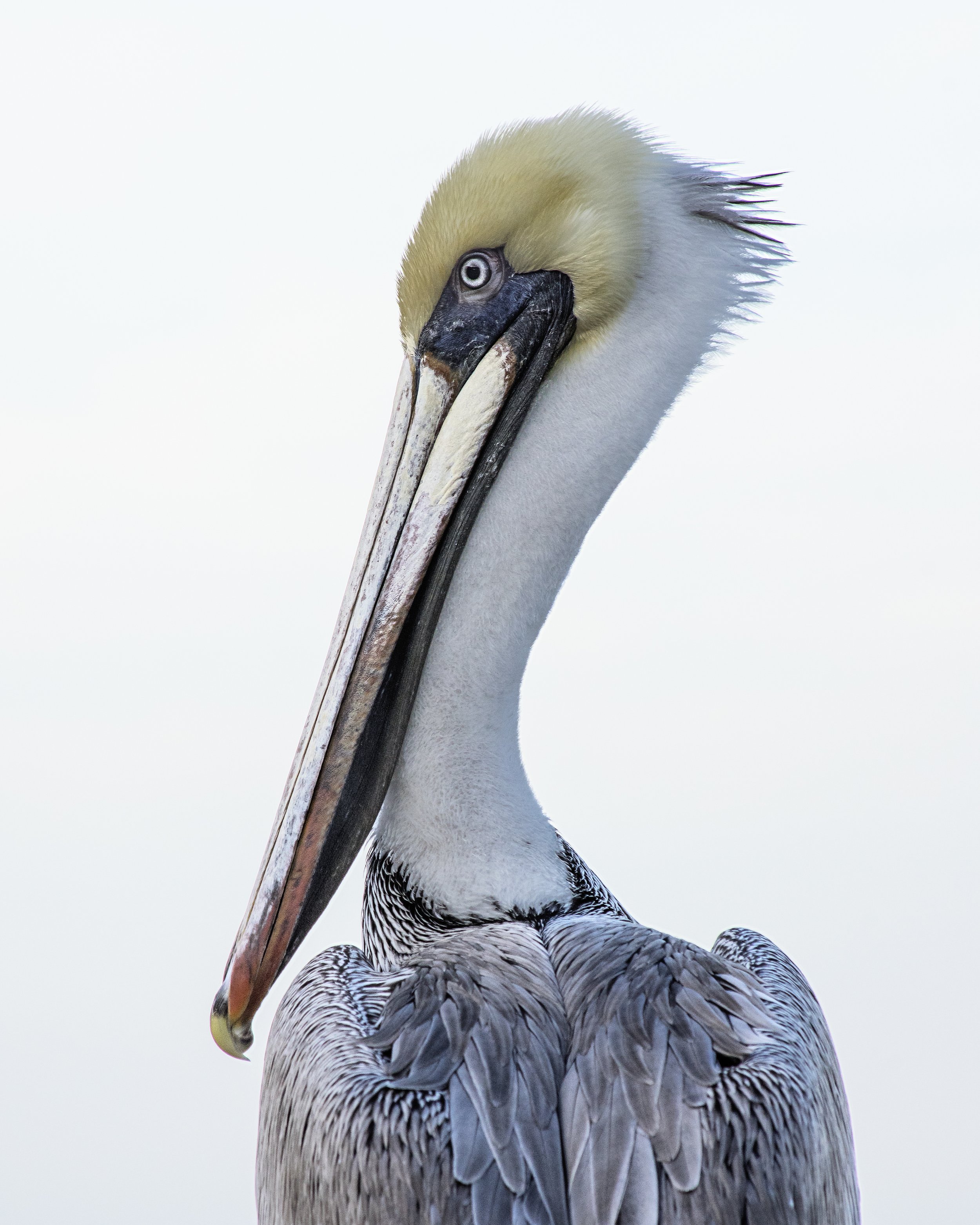 Pelican (Puerto Vallarta)
