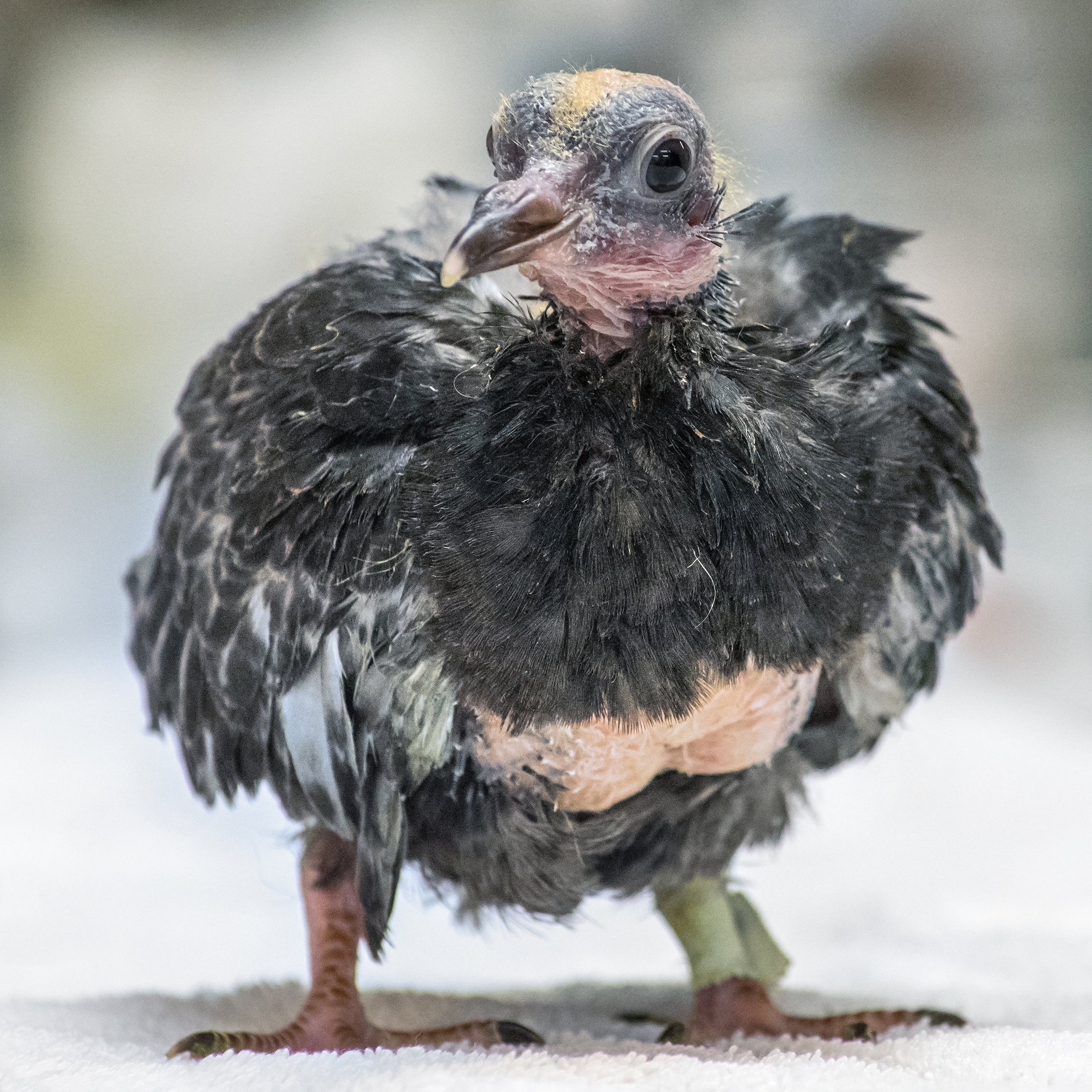 Baby pigeon (Wild Bird Fund)