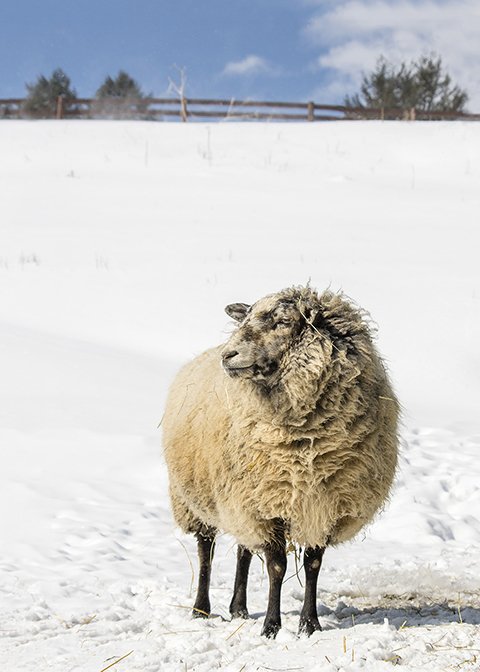 Scout (Catskill Animal Sanctuary)