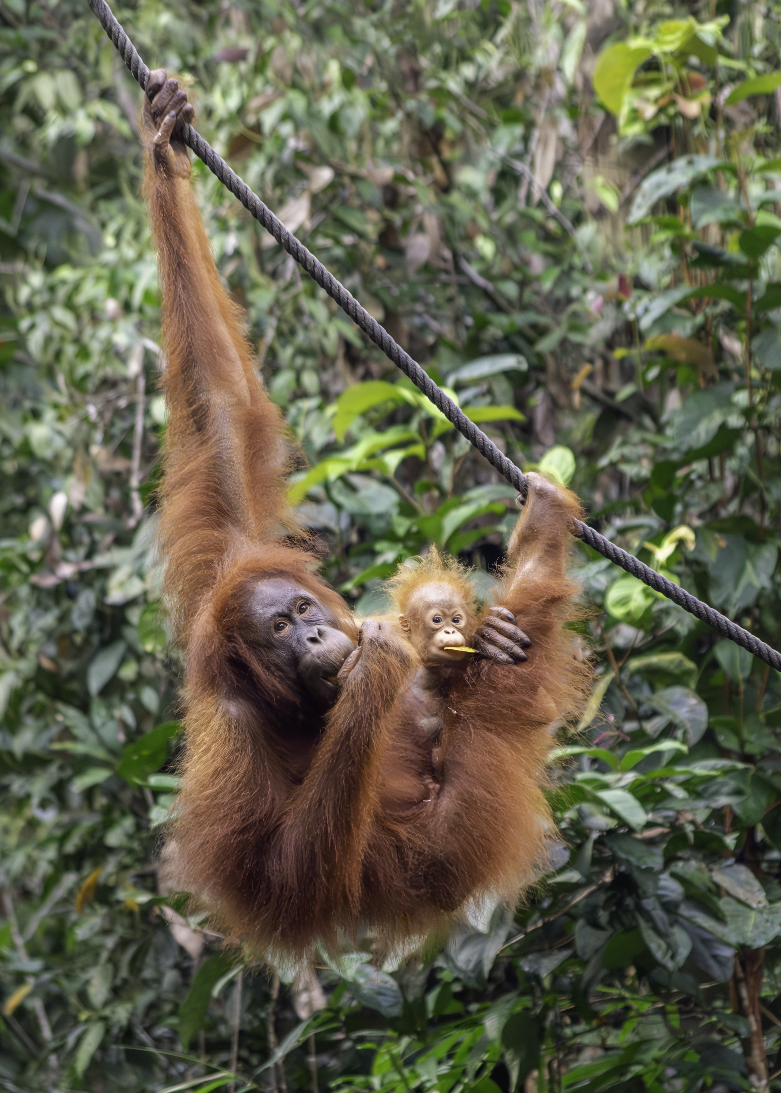 Orangutans (Semenggoh Nature Reserve, Kuching, Malaysia)