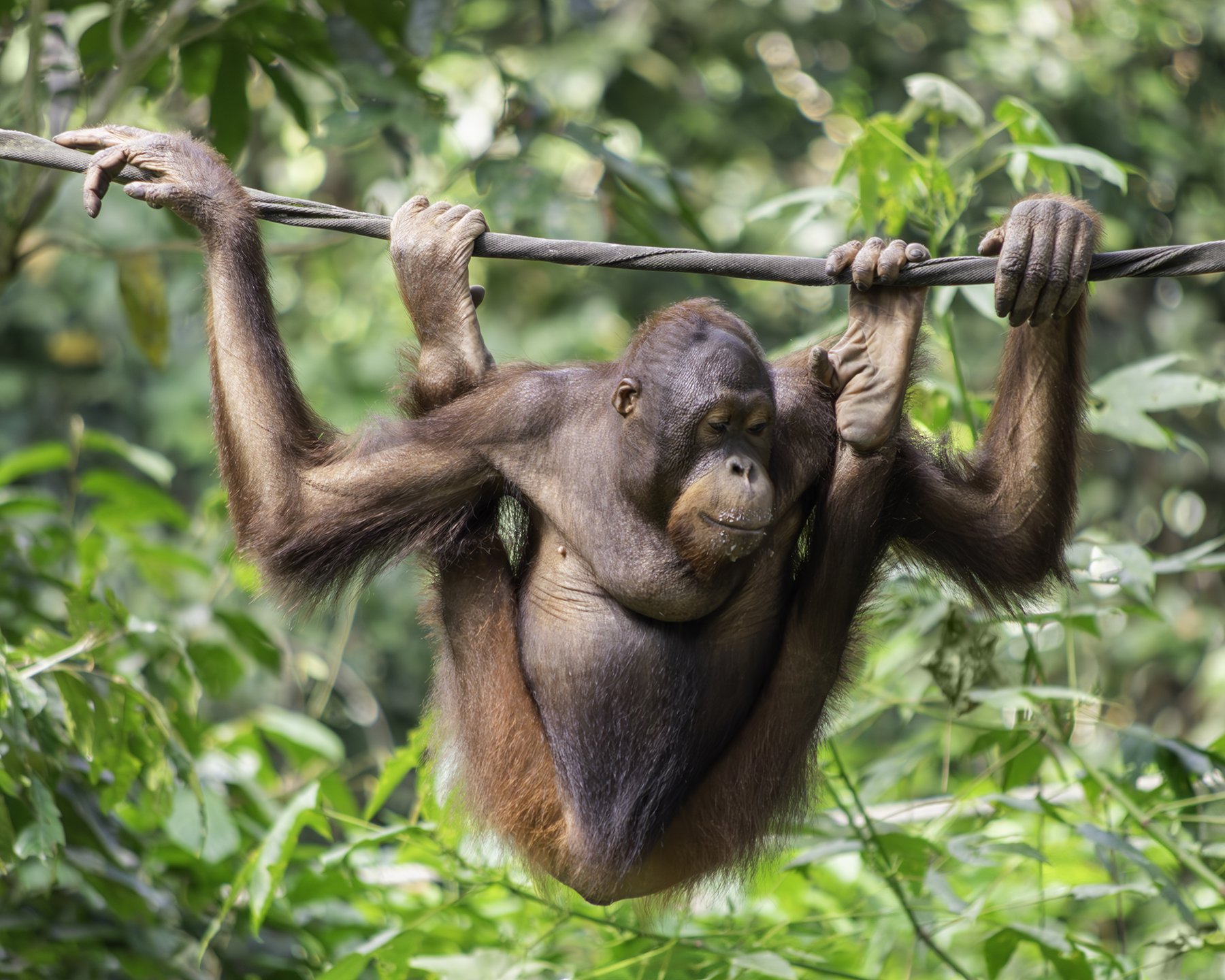 Orangutan (Sepilok Rehabilitation Centre, Sandakan, Malaysia)