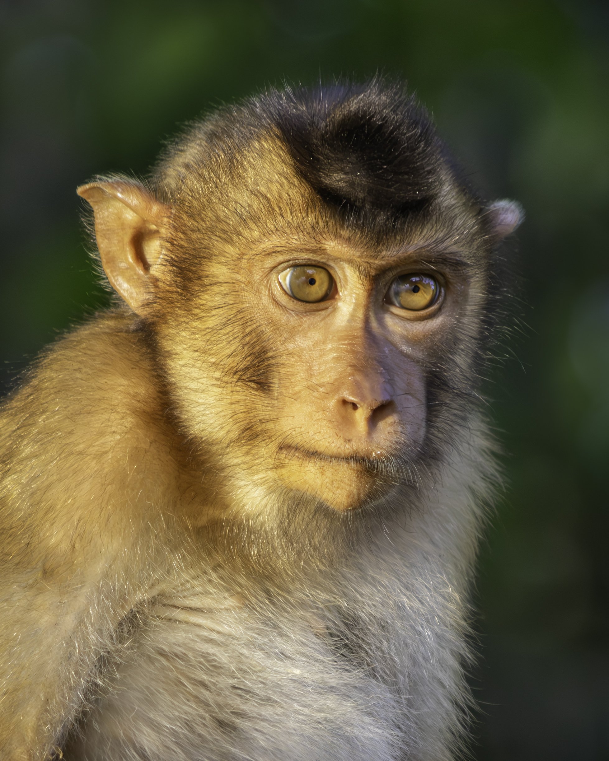 Macaque (Sukau, Malaysia)