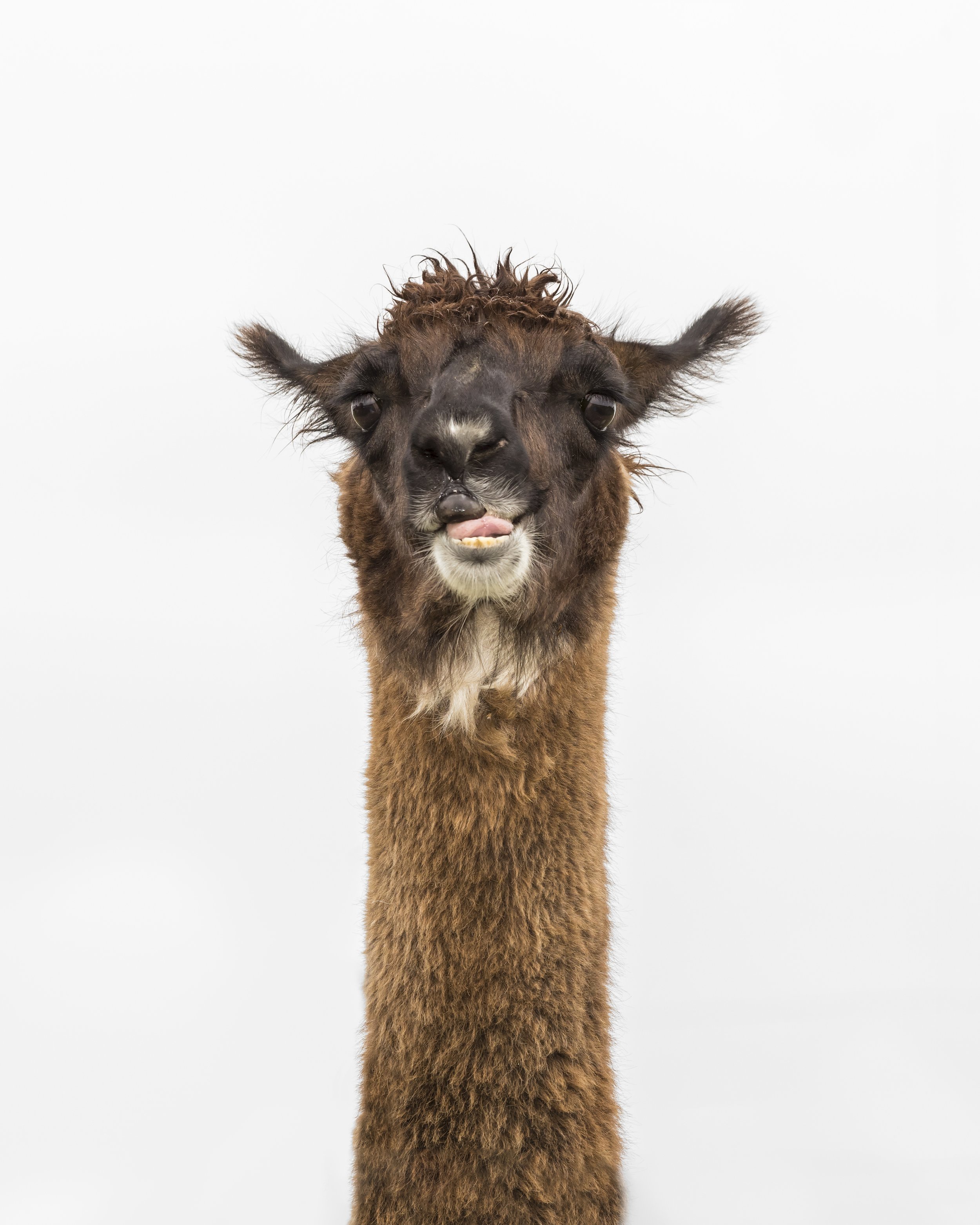 Mick (Heartland Farm Sanctuary)