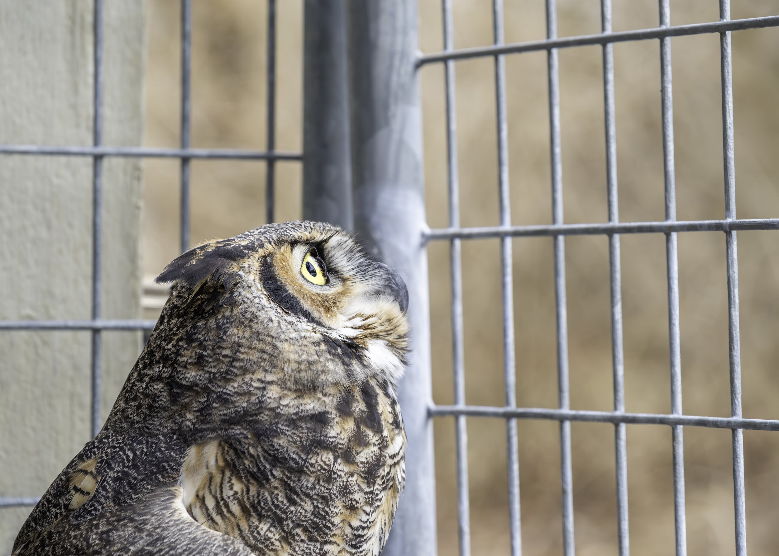 Owl (Ravensbeard Wildlife Centre)