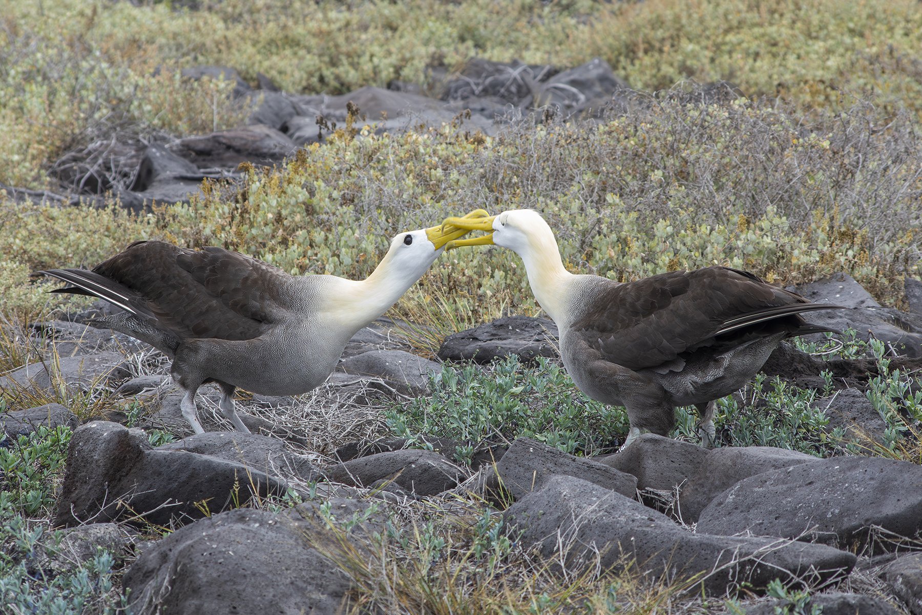 Waved Albatross (Galapagos Islands)