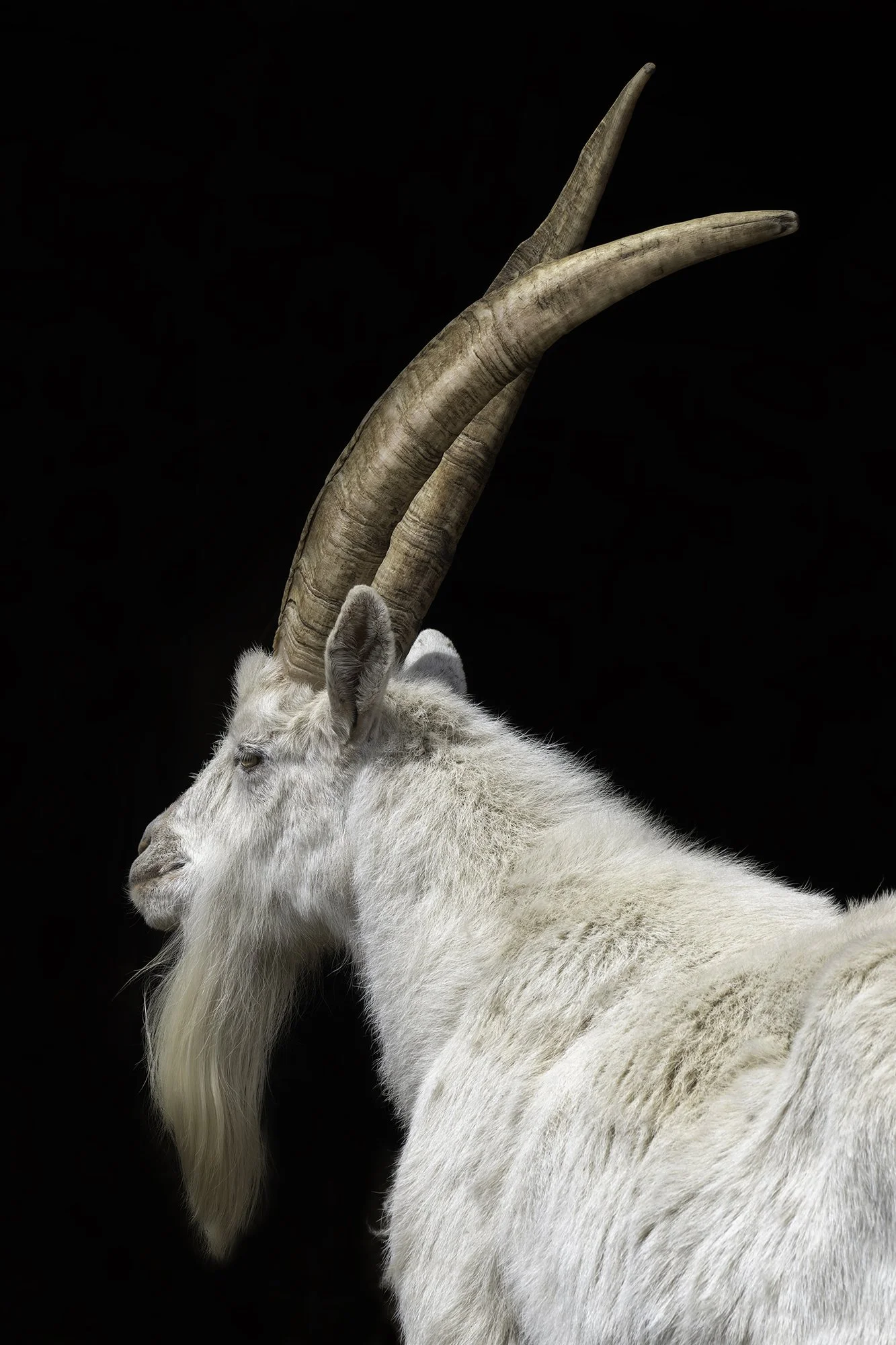 Glen (Farm Sanctuary)