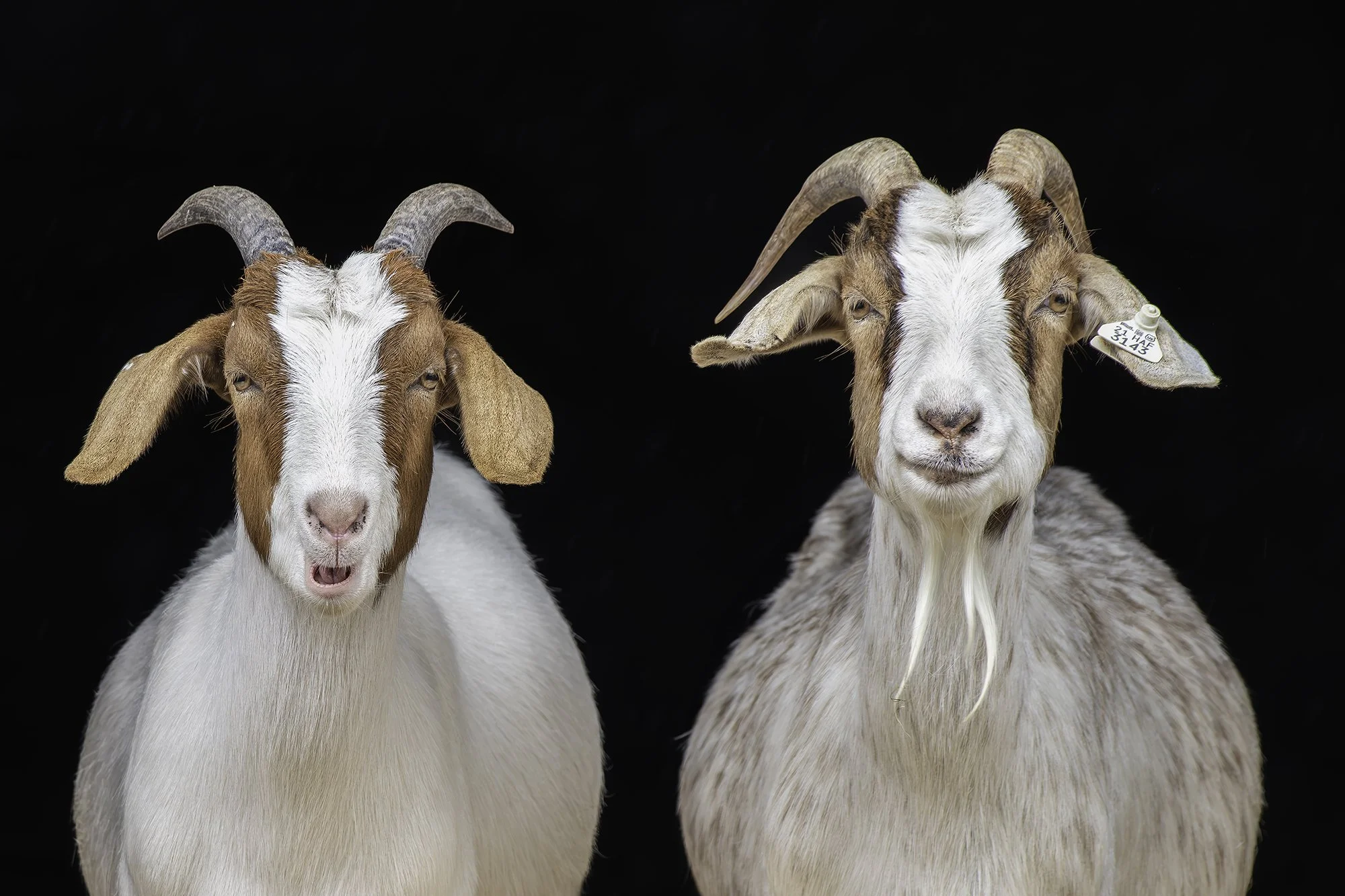 August and Sadie (Catskill Animal Sanctuary)