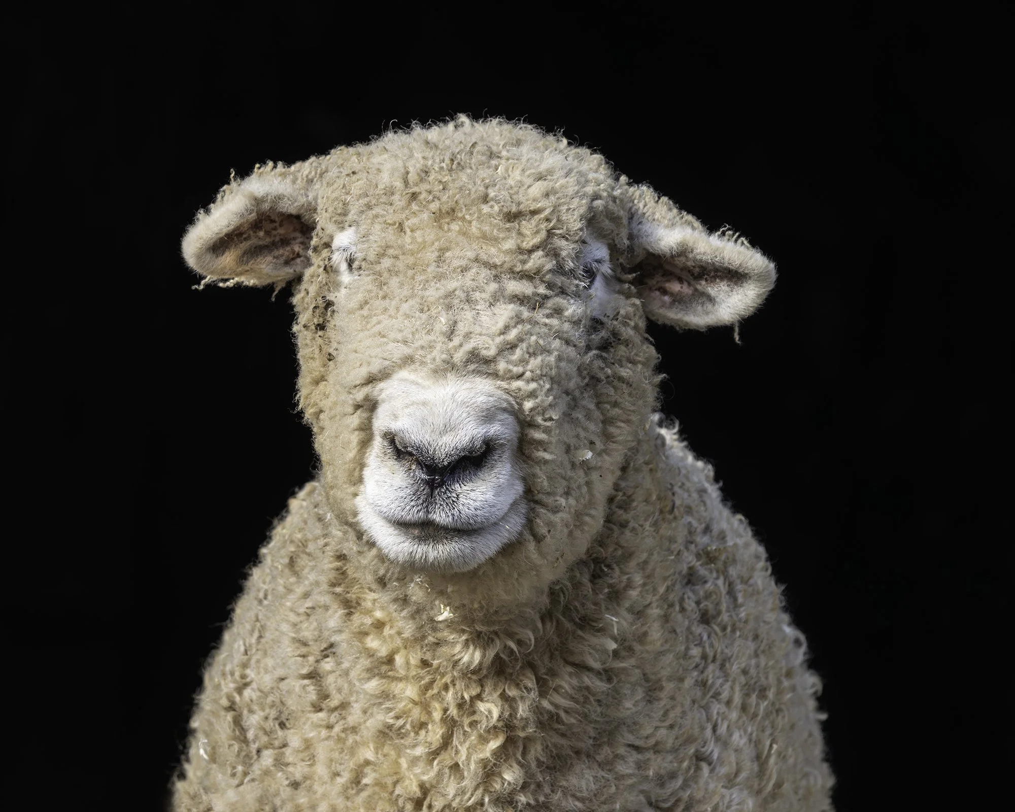 Shirley (Catskill Animal Sanctuary)