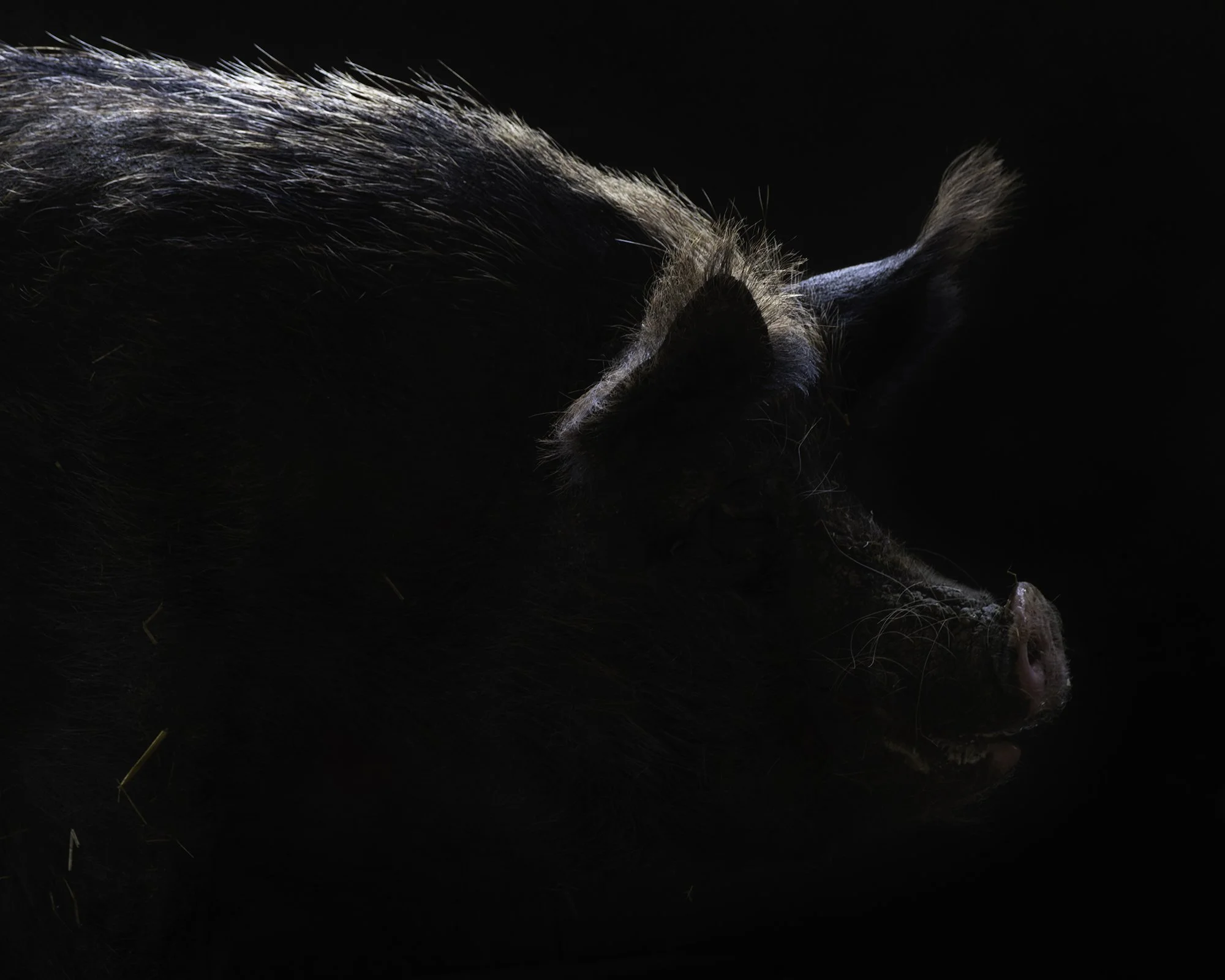 Pig in silhouette (Farm Sanctuary)