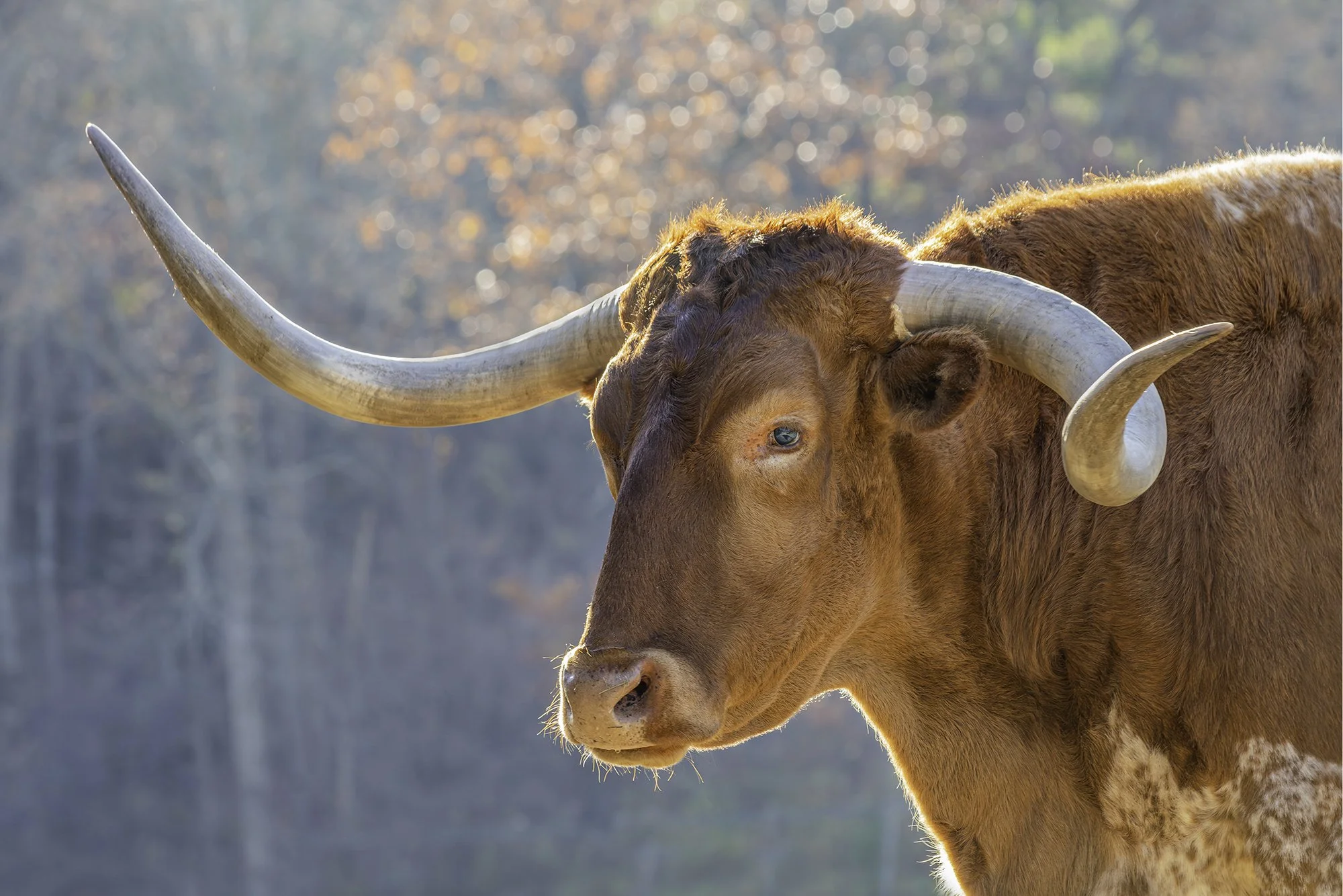 Cecil (Catskill Animal Sanctuary)