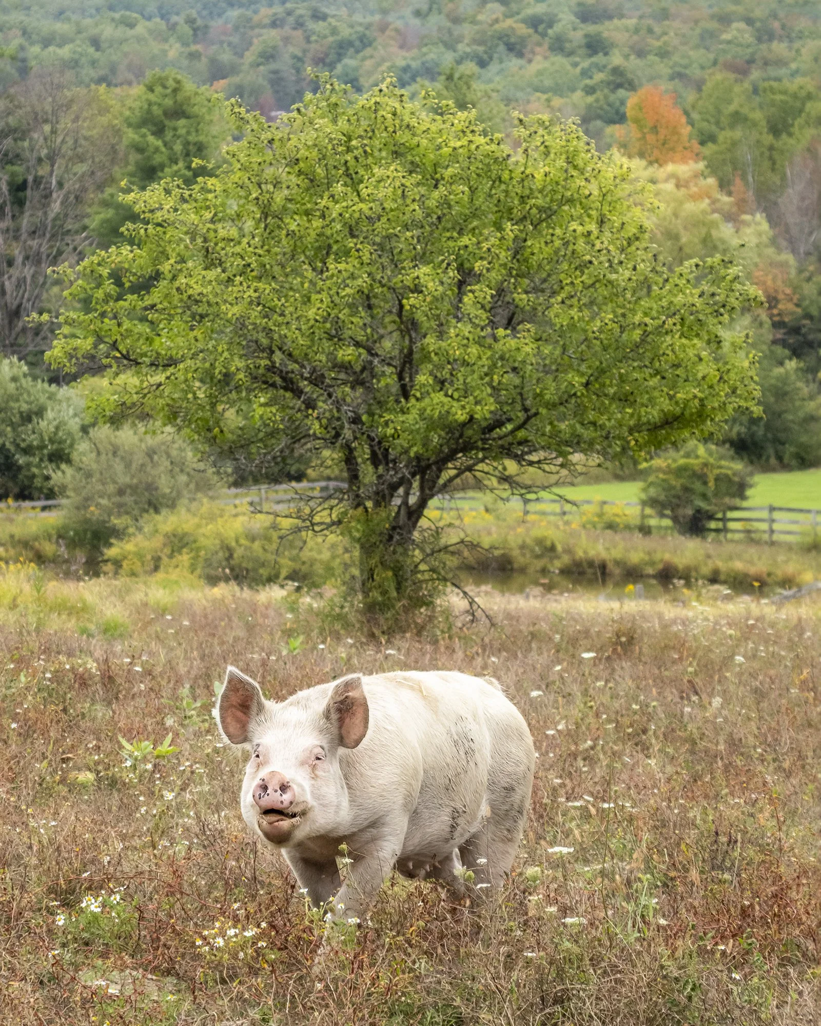 Pig (Farm Sanctuary)