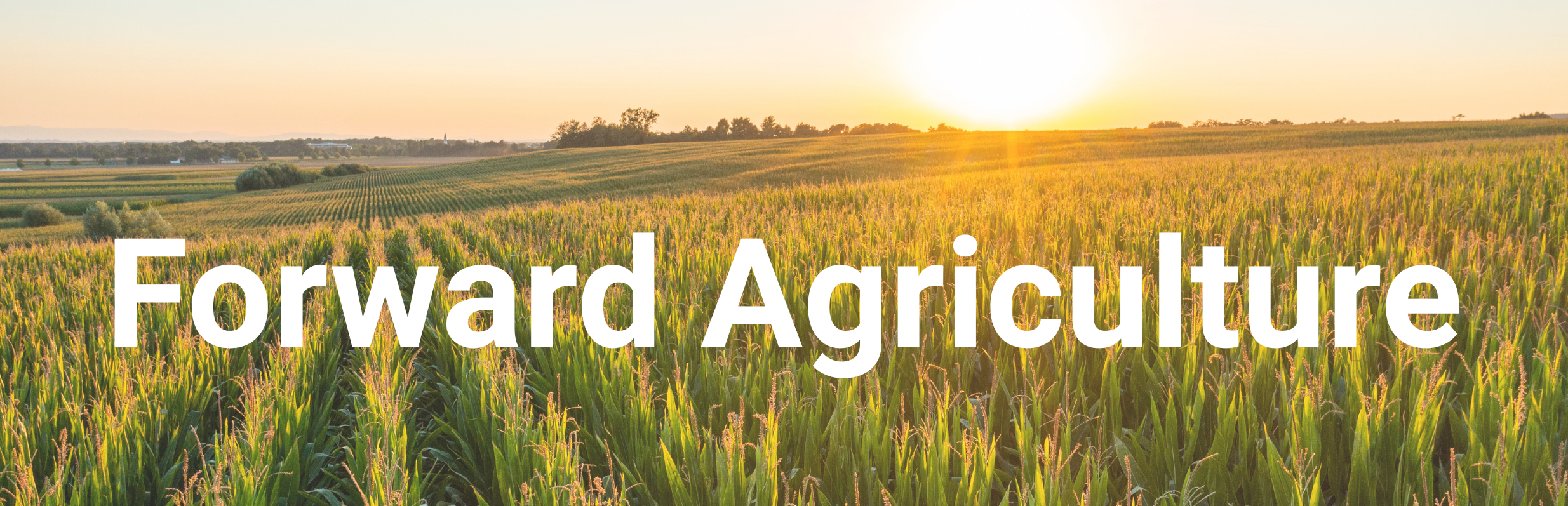 Cornfield across rolling hills with sunset in background