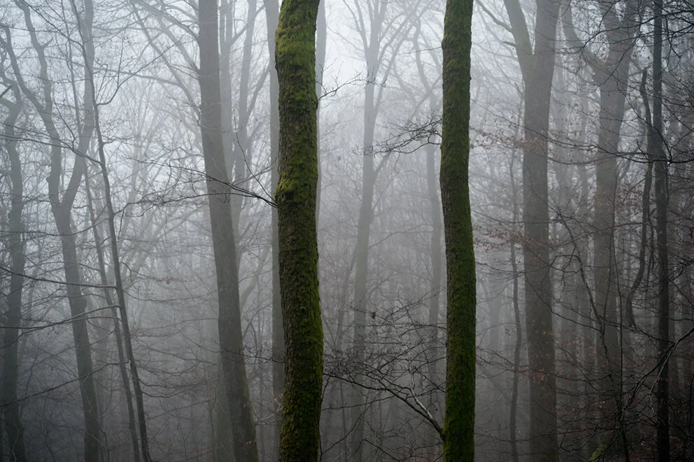 FORET 2015 (6).jpg