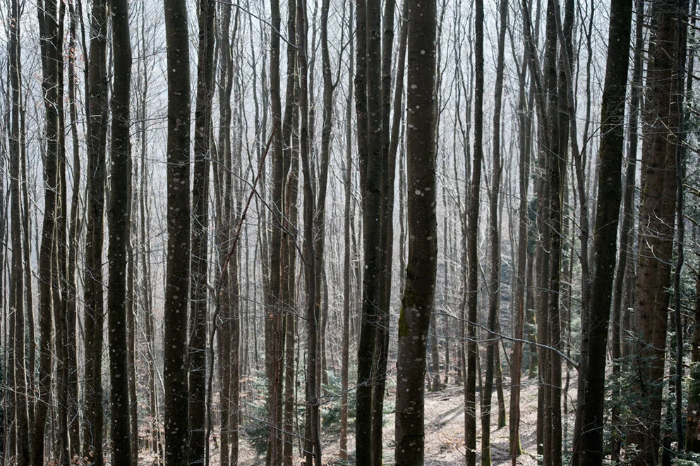 FORET 2015 (9).jpg
