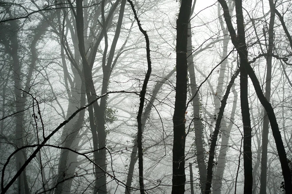 FORET 2016 (8).jpg