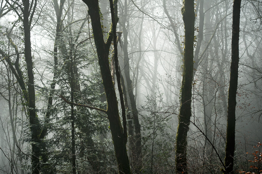 FORET 2016 (7).jpg