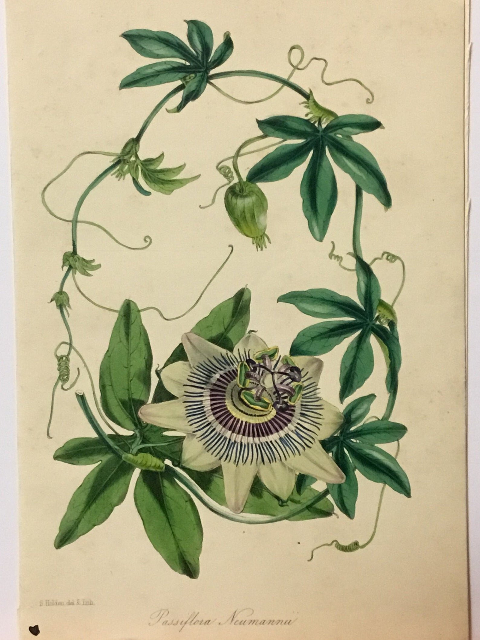Herbs + Practices for Inner Peace