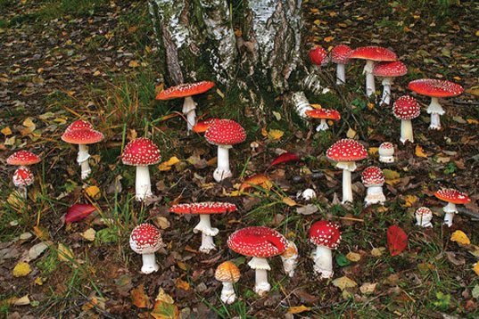 Herbal Alchemy for the Underworld Journey